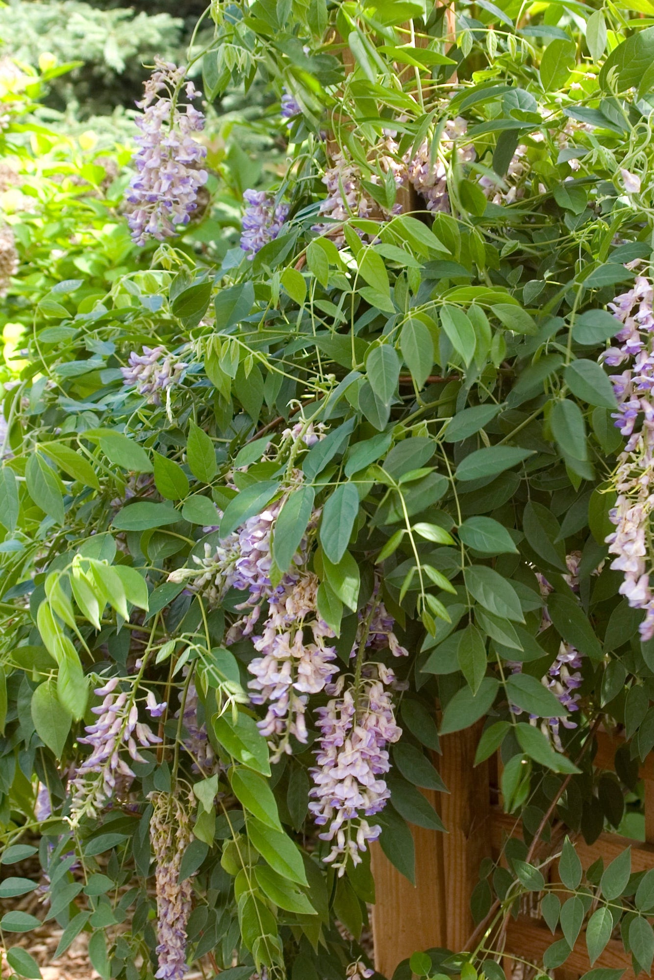 Wisteria 'Summer Cascade' mature size and in bloom covering a structure ©Bailey Nurseries