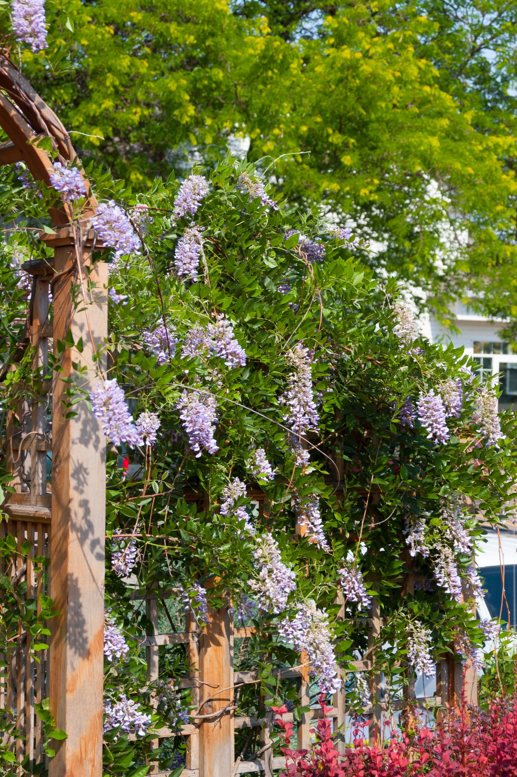 Wisteria 'Summer Cascade' mature size and in bloom covering a structure ©Bailey Nurseries