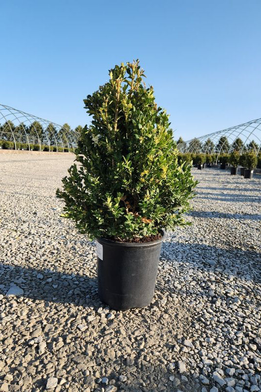 Buxus 'Green Mountain' in a #2 growers pot at Bailey Nurseries ©Bailey Nurseries