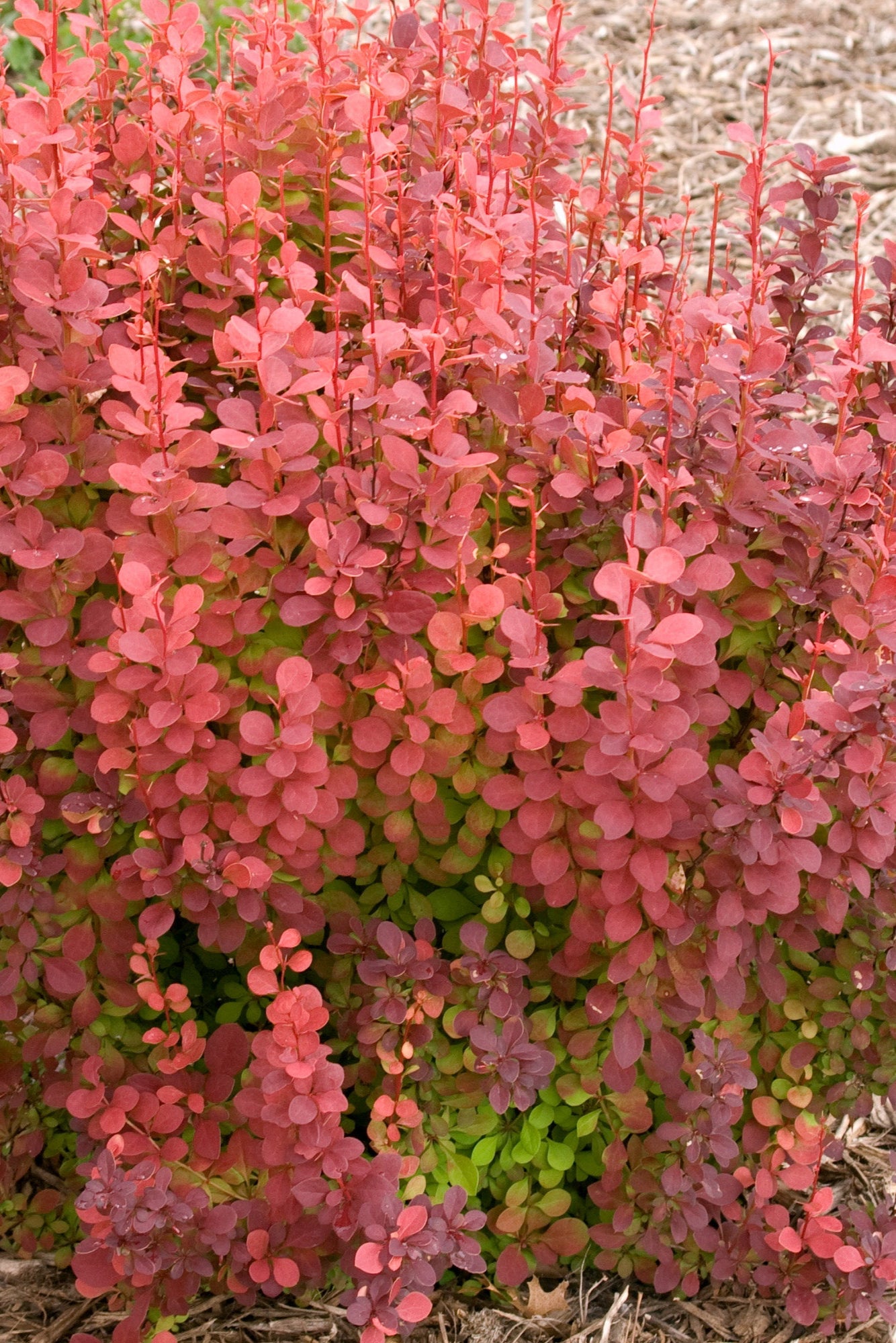 Berberis 'Orange Rocket' in the landscape ©Bailey Nurseries