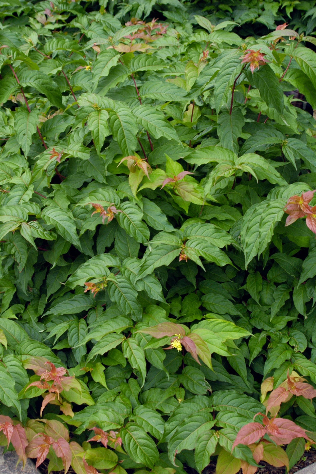 A Mature Diervilla lonicera bush planted in a garden ©Bailey Nurseries
