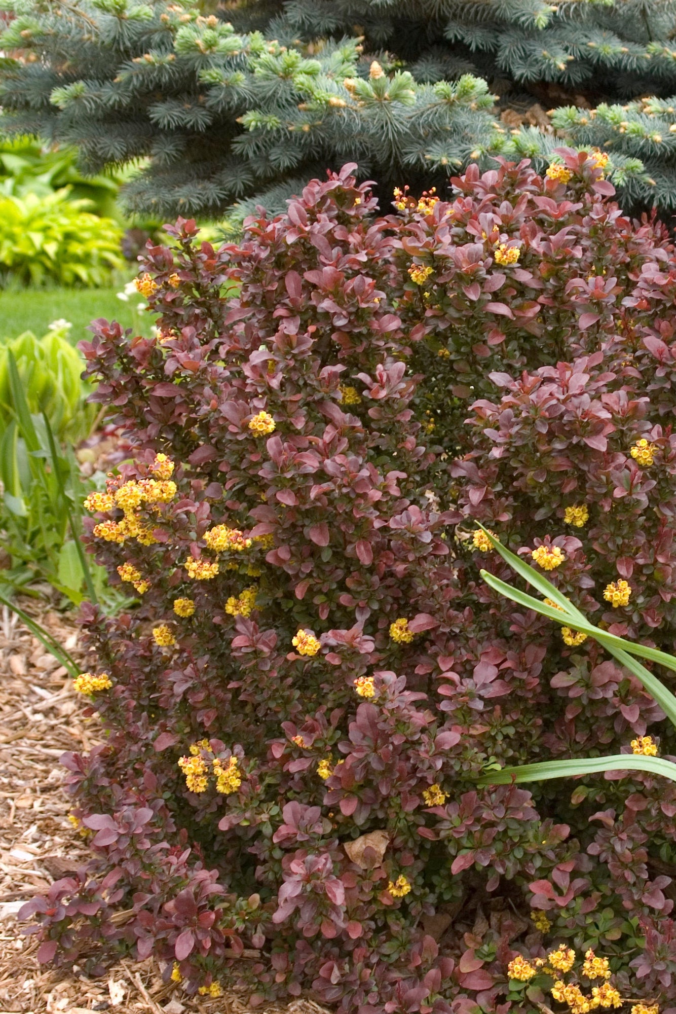 Berberis 'Concorde' at a mature state planted in a garden ©Bailey Nurseries