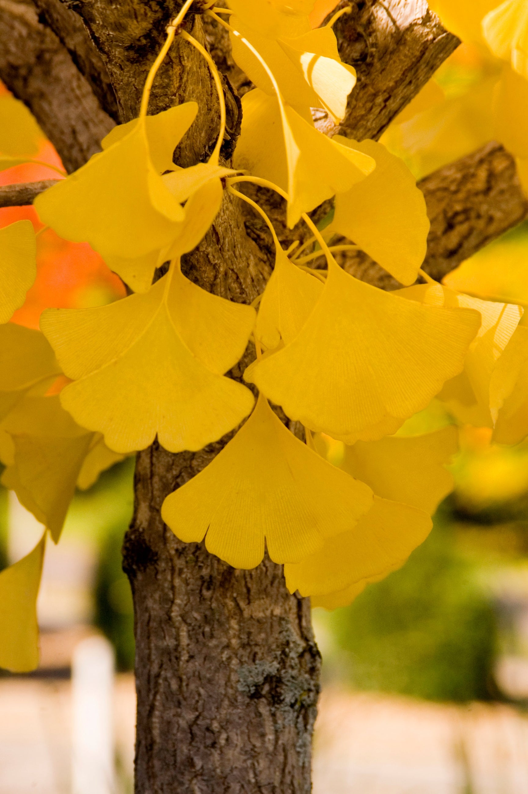 Gingko 'Autumn Gold' yellow leaves up close ©Bailey Nurseries