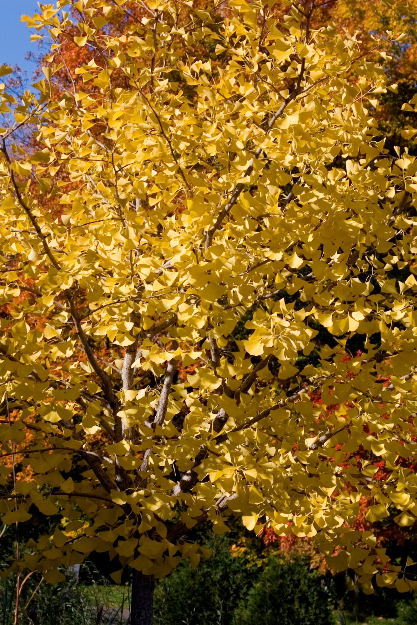 Gingko 'Autumn Gold' yellow leaves planted in the landscape and more mature ©Bailey Nurseries
