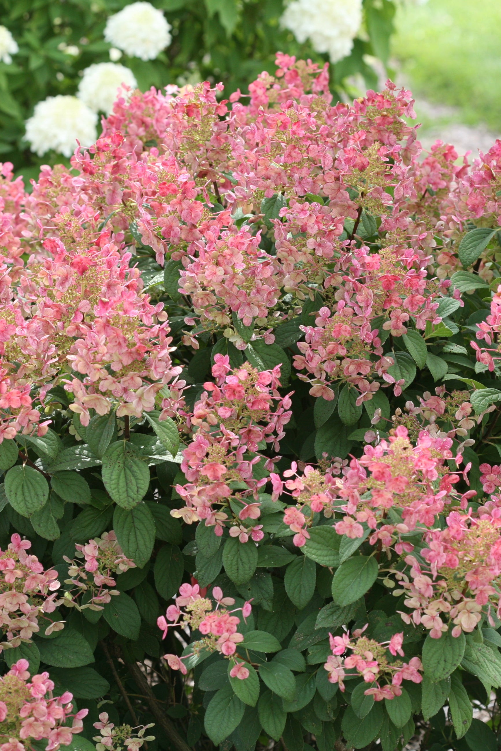 Hydrangea 'Little Quickfire' in bloom with pink flowers ©Bailey Nurseries