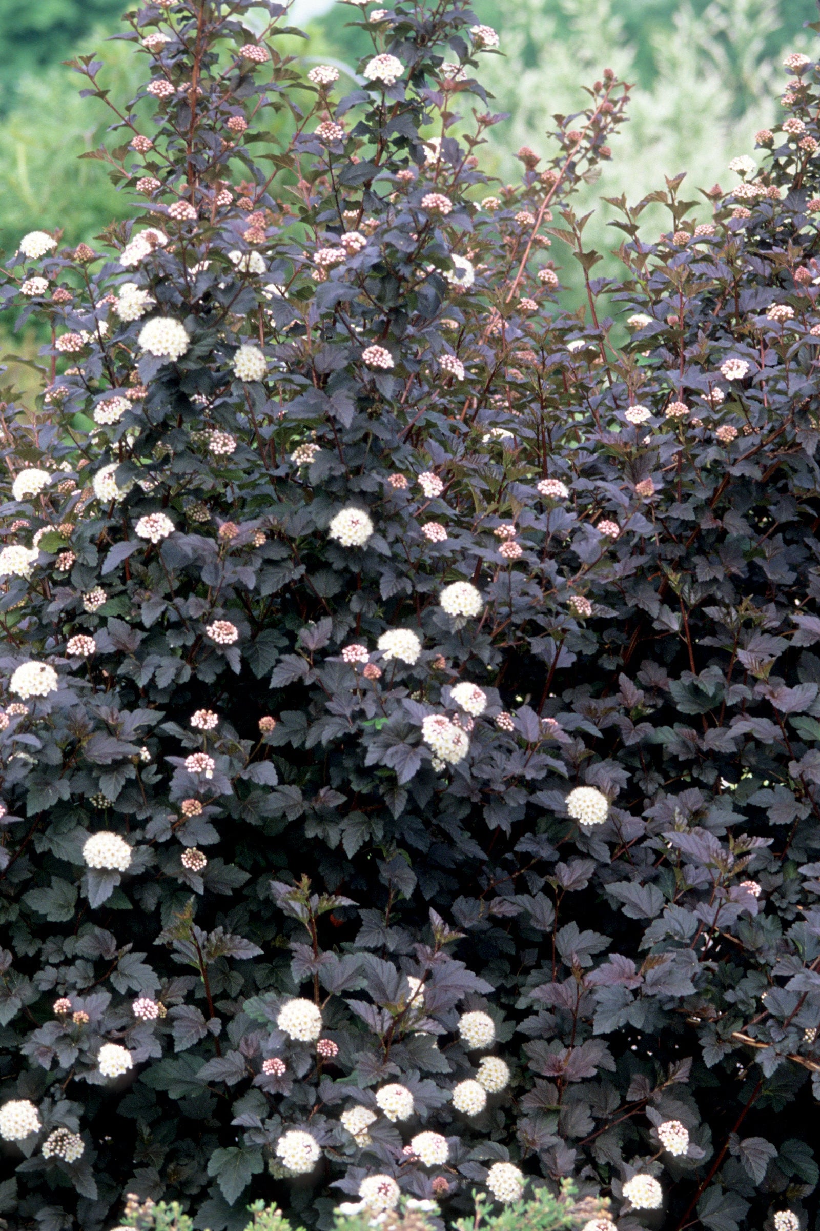 A mature Physocarpus 'Diabolo' in the landscape in bloom with its white flowers in contrast to its dark burgundy foliage ©Bailey Nurseries