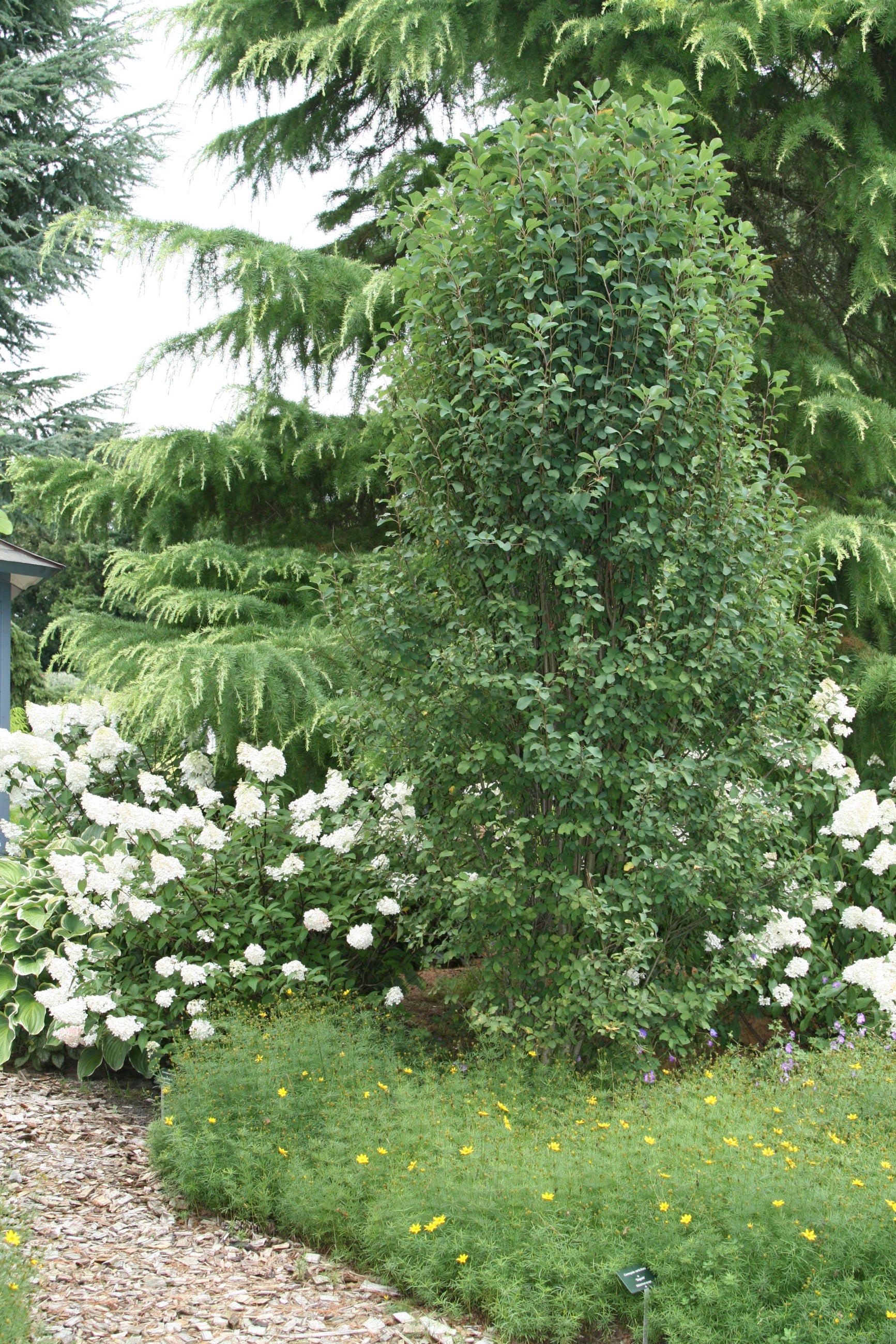 Amelanchier 'Standing Ovation' in the landscape, more mature, and in the landscape ©Bailey Nurseries