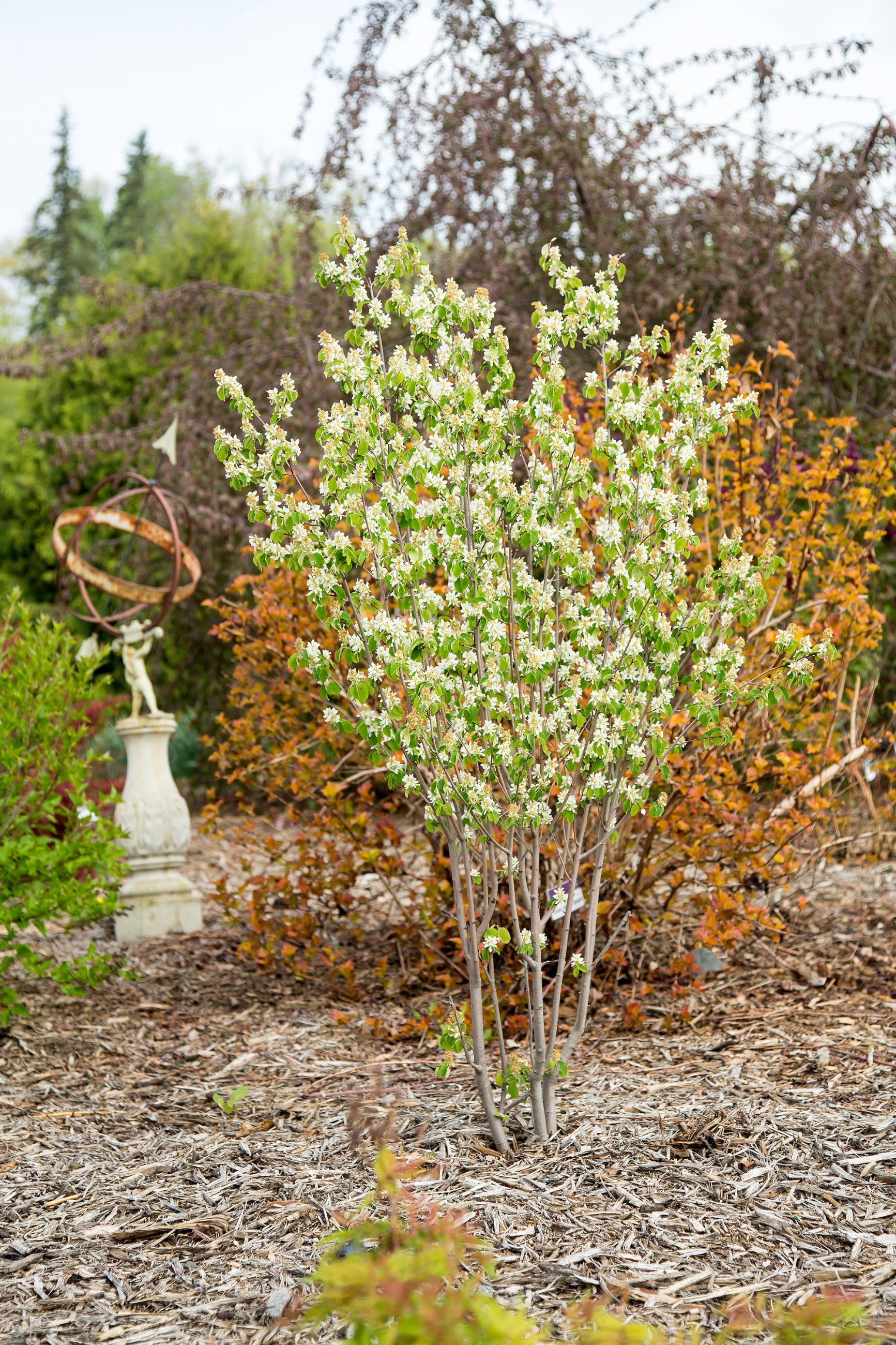 Amelanchier 'Standing Ovation' in the landscape, more mature, and in the landscape ©Bailey Nurseries