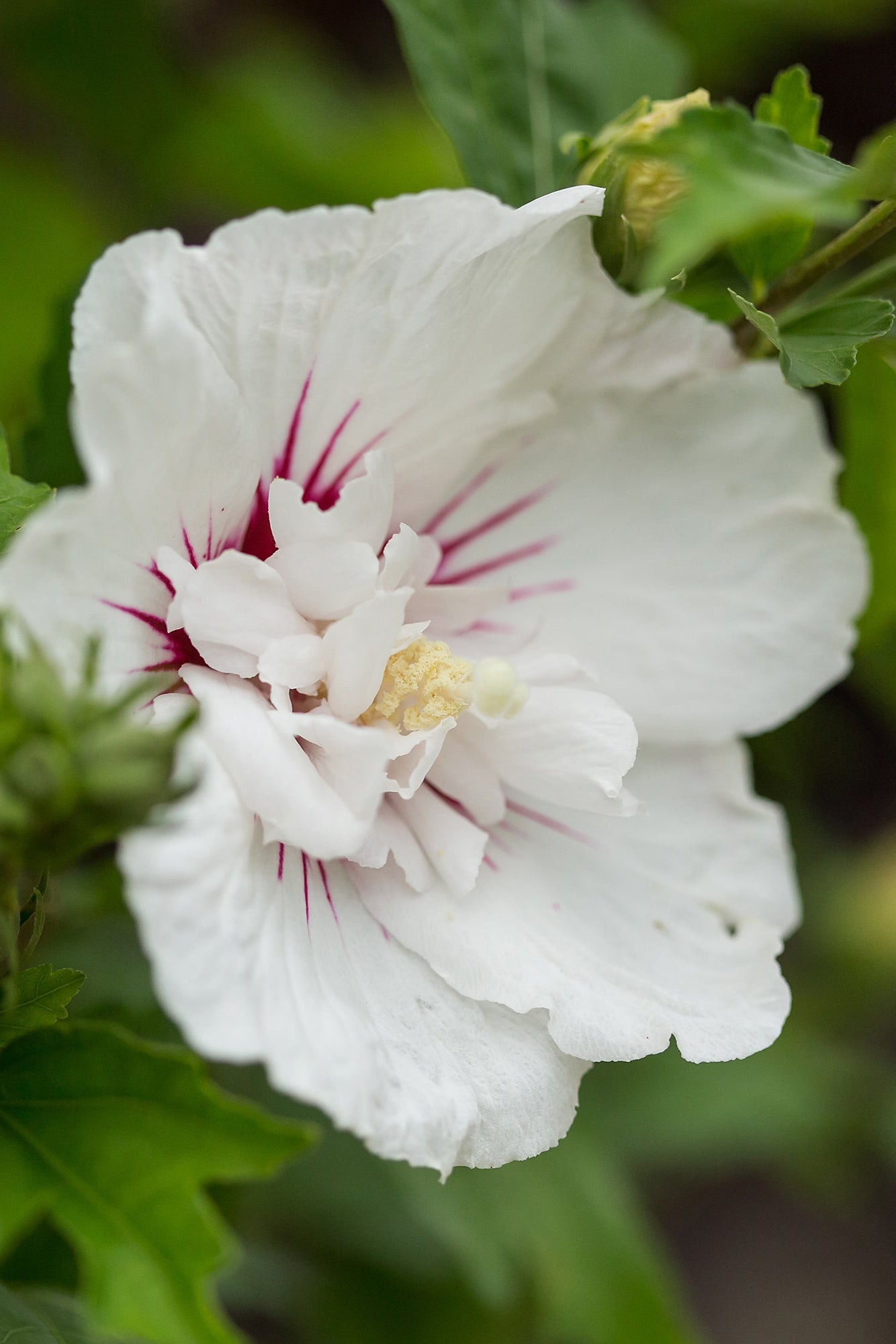 Hibiscus 'Bali' large flower open and up close ©Bailey Nurseries