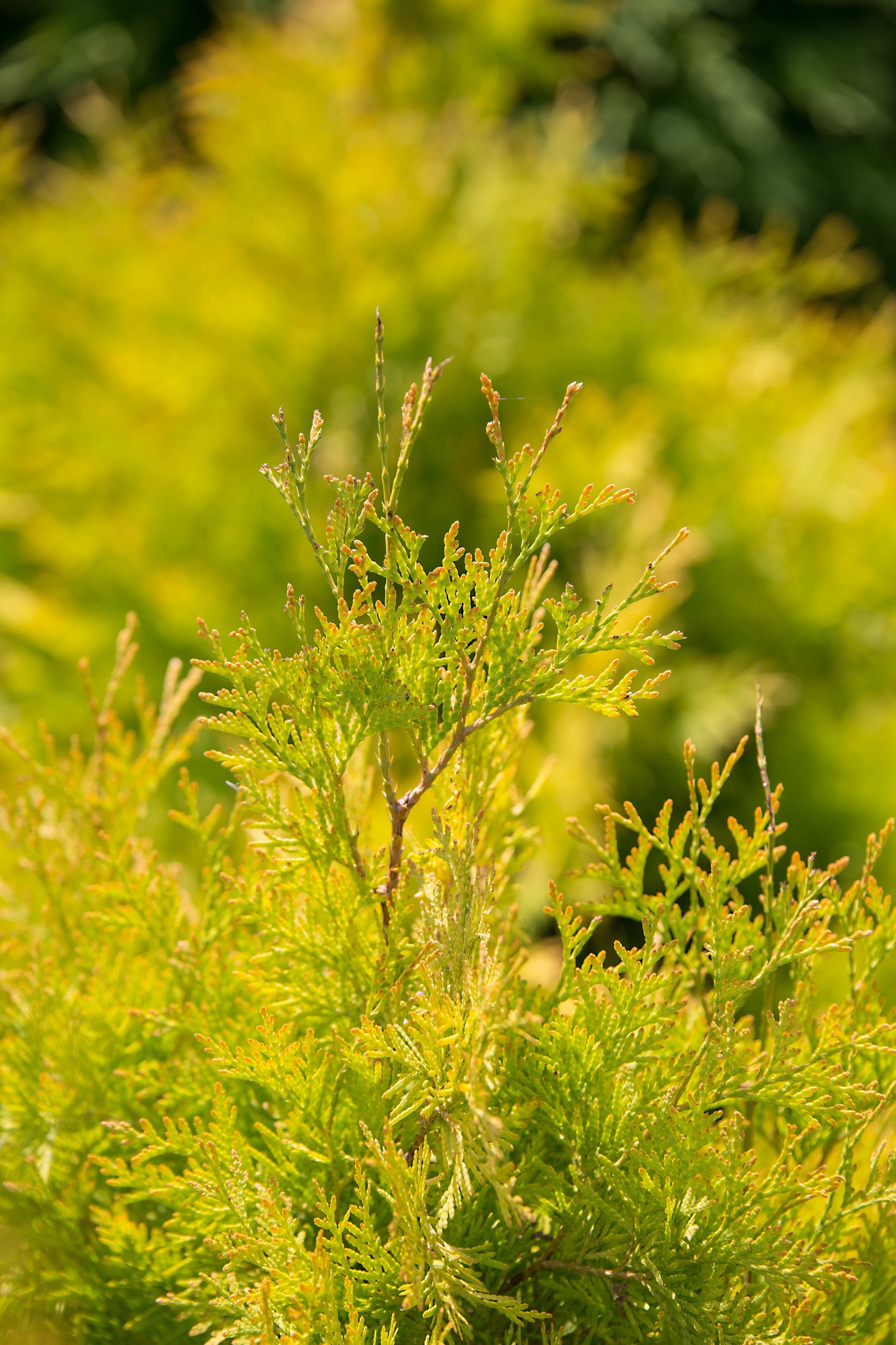 Thuja 'Lemon Burst' foliage up close ©Bailey Nurseries