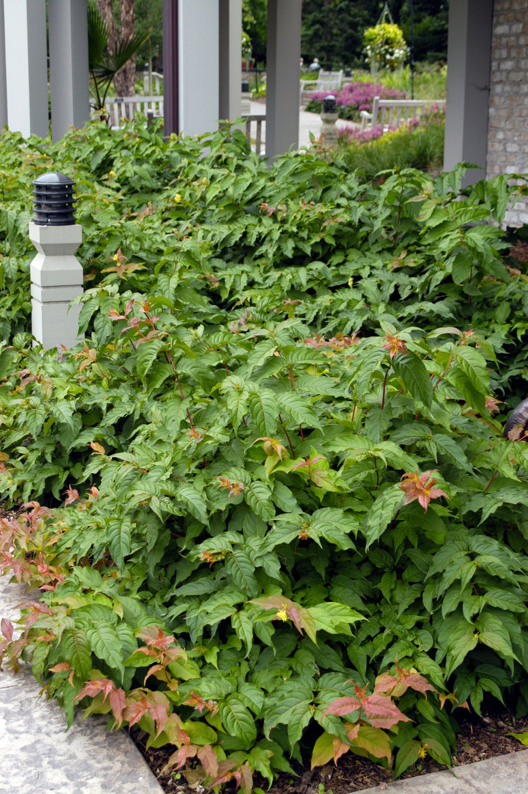 A Mature Diervilla lonicera bush planted in a garden ©Bailey Nurseries