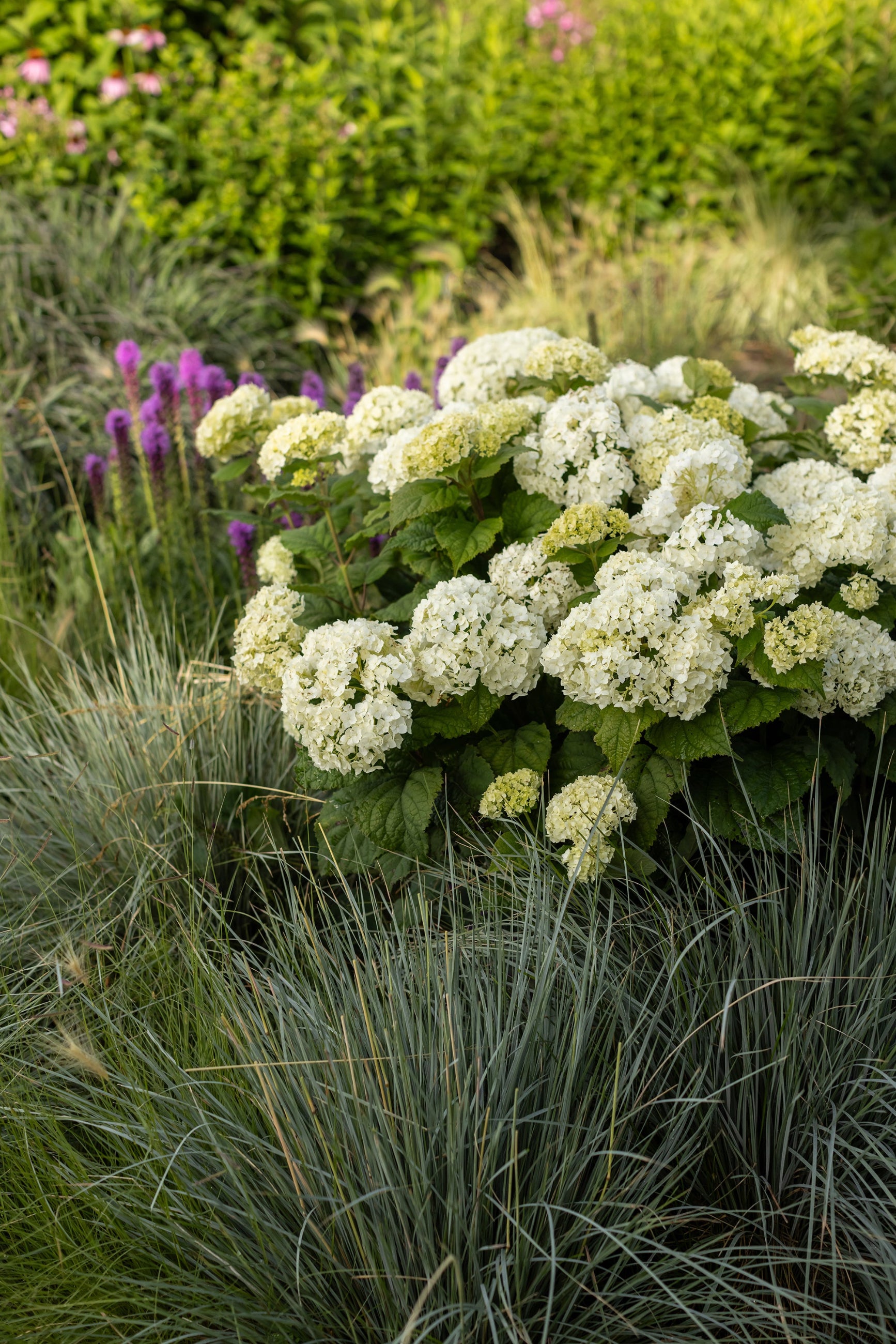 Hydrangea 'Flowerfull' in bloom, mature and planted in the landscape ©Bailey Nurseries