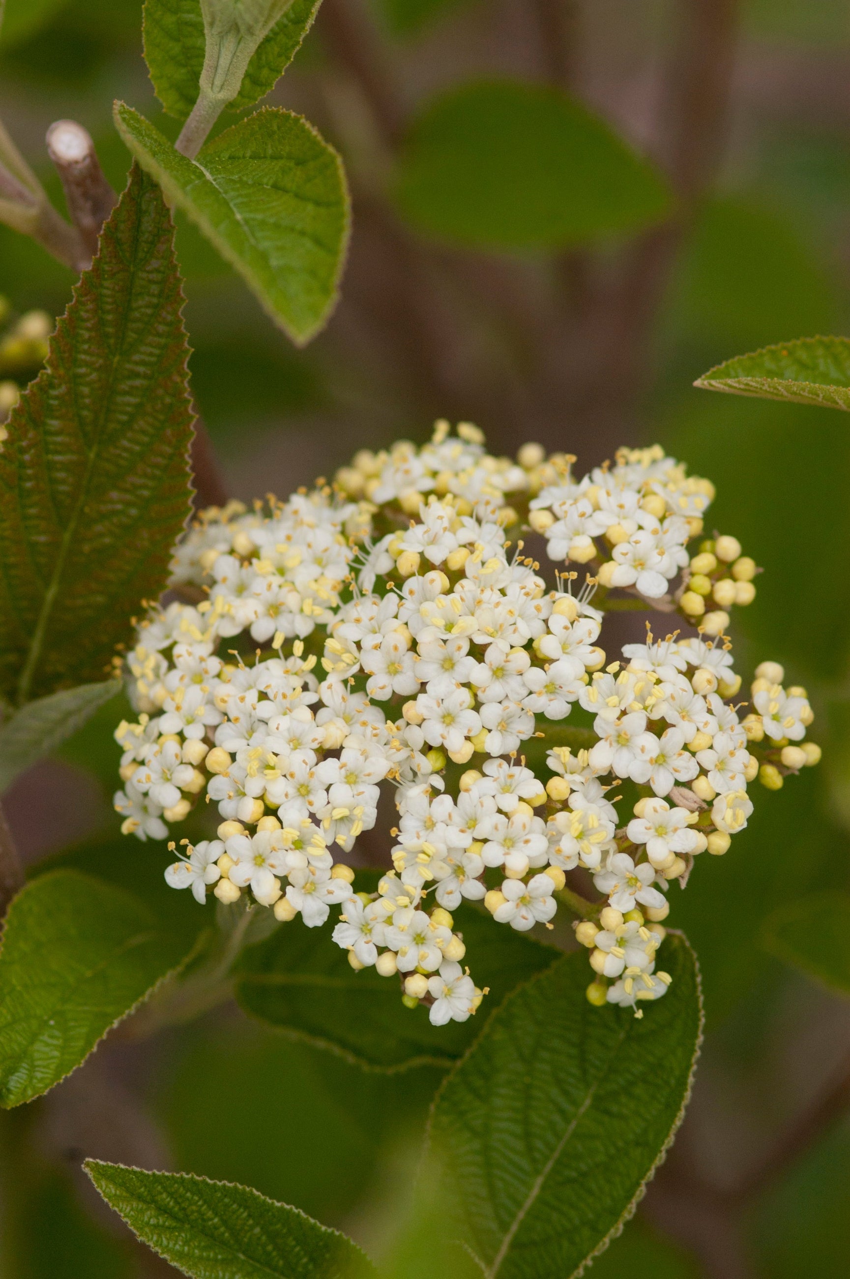 Viburnum 'Mohican' flower up close ©Bailey Nurseries