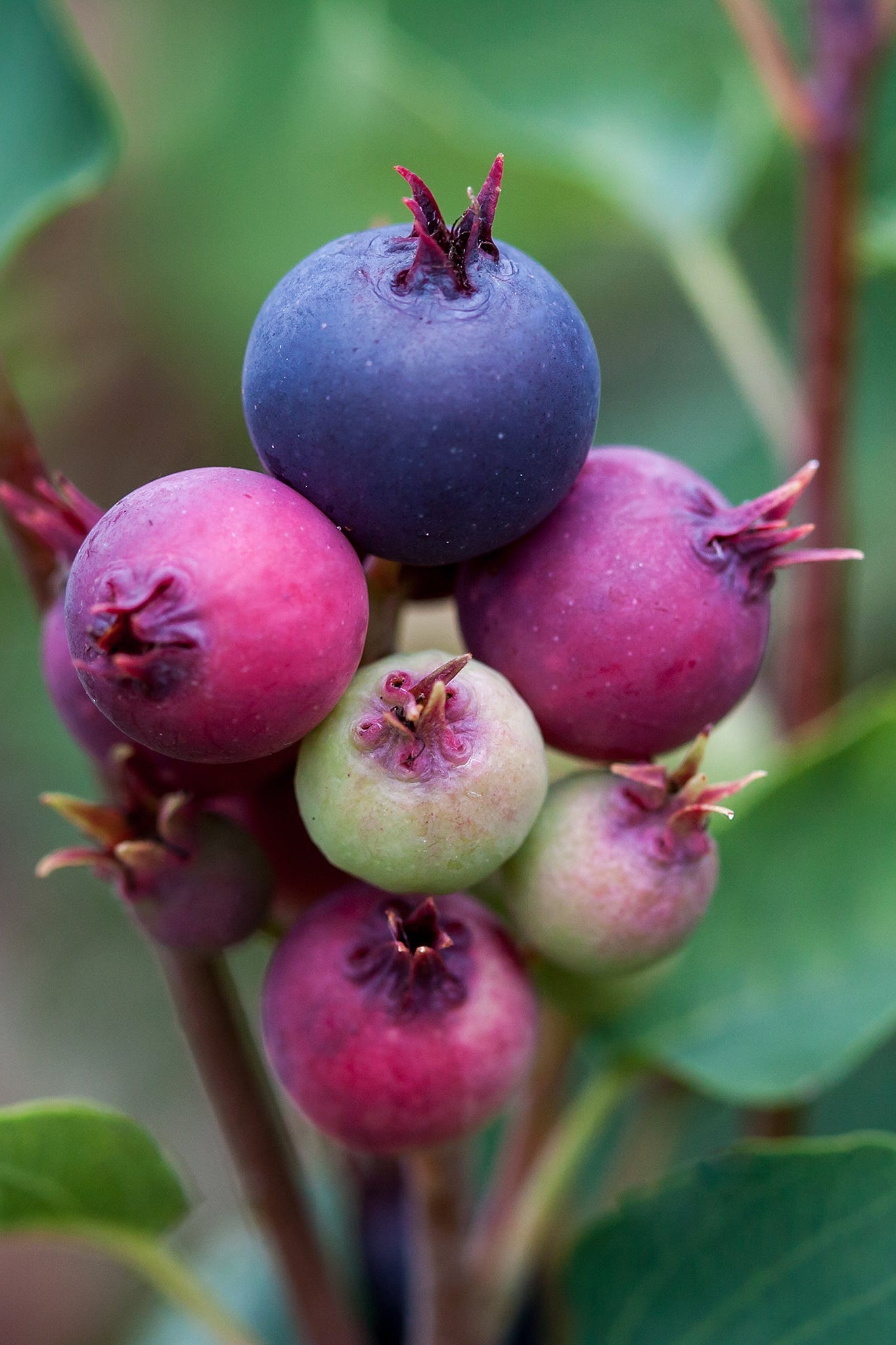 Amelanchier 'Standing Ovation' in berries exhibition various colors ©Bailey Nurseries