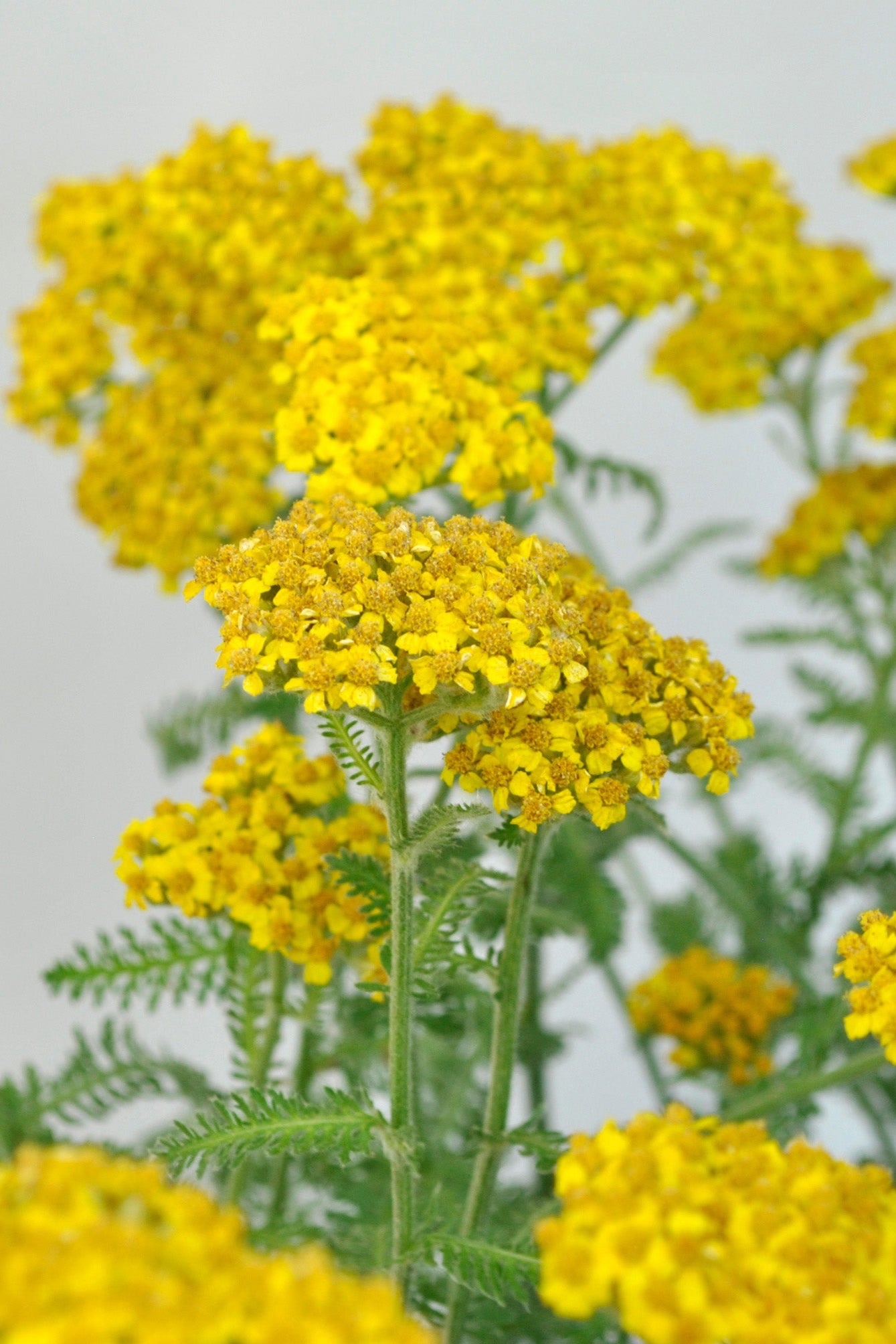 The bright yellow flat topped flowers of Achillea 'Little Moonshine' ©Ball Seed