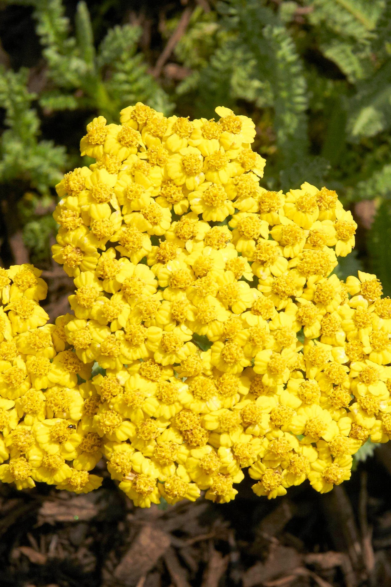 The bright yellow flat topped flowers of Achillea 'Little Moonshine' ©Ball Seed