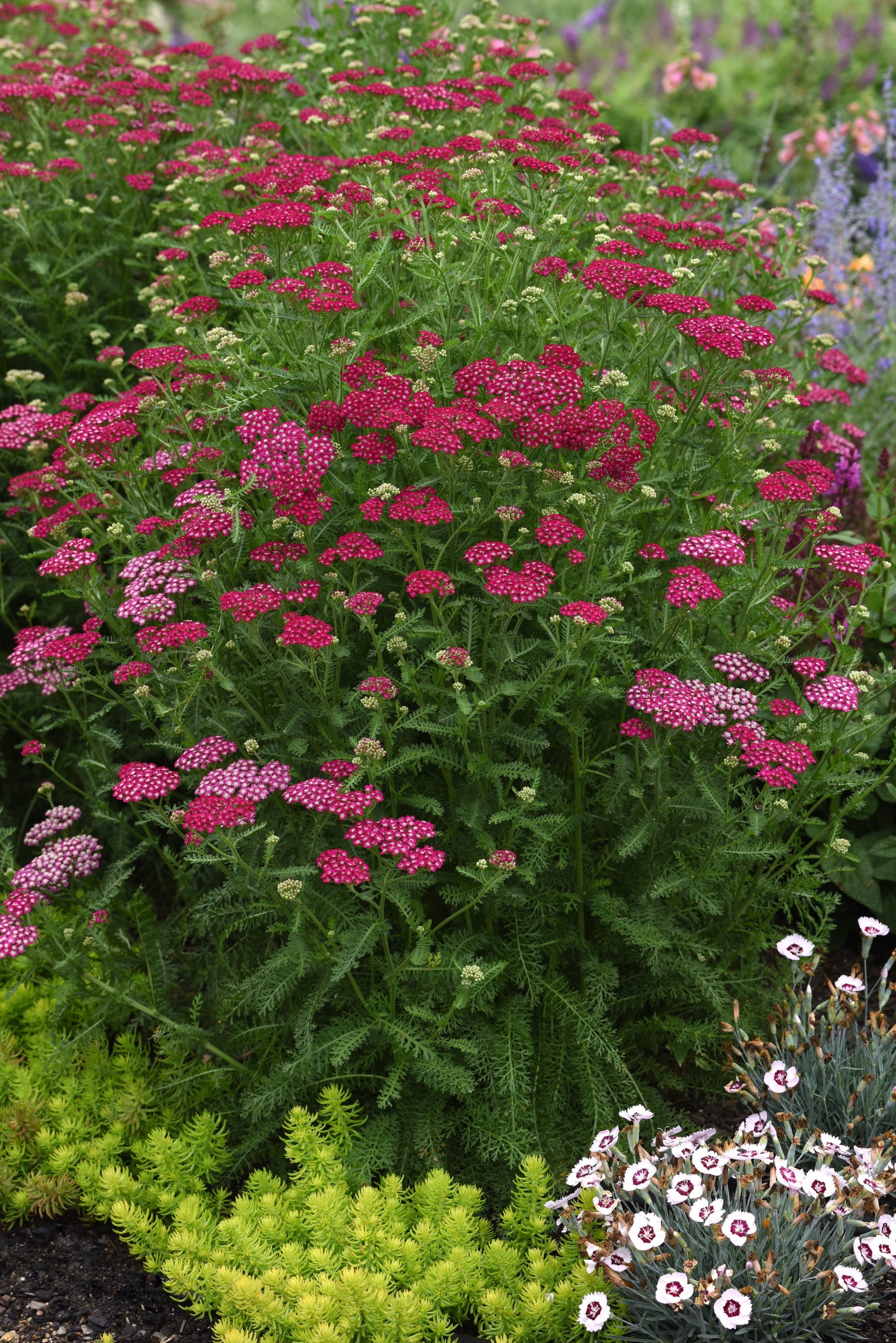 A mass planting of blooming Achillea 'New Vintage Violet' yarrow ©Ball Seed