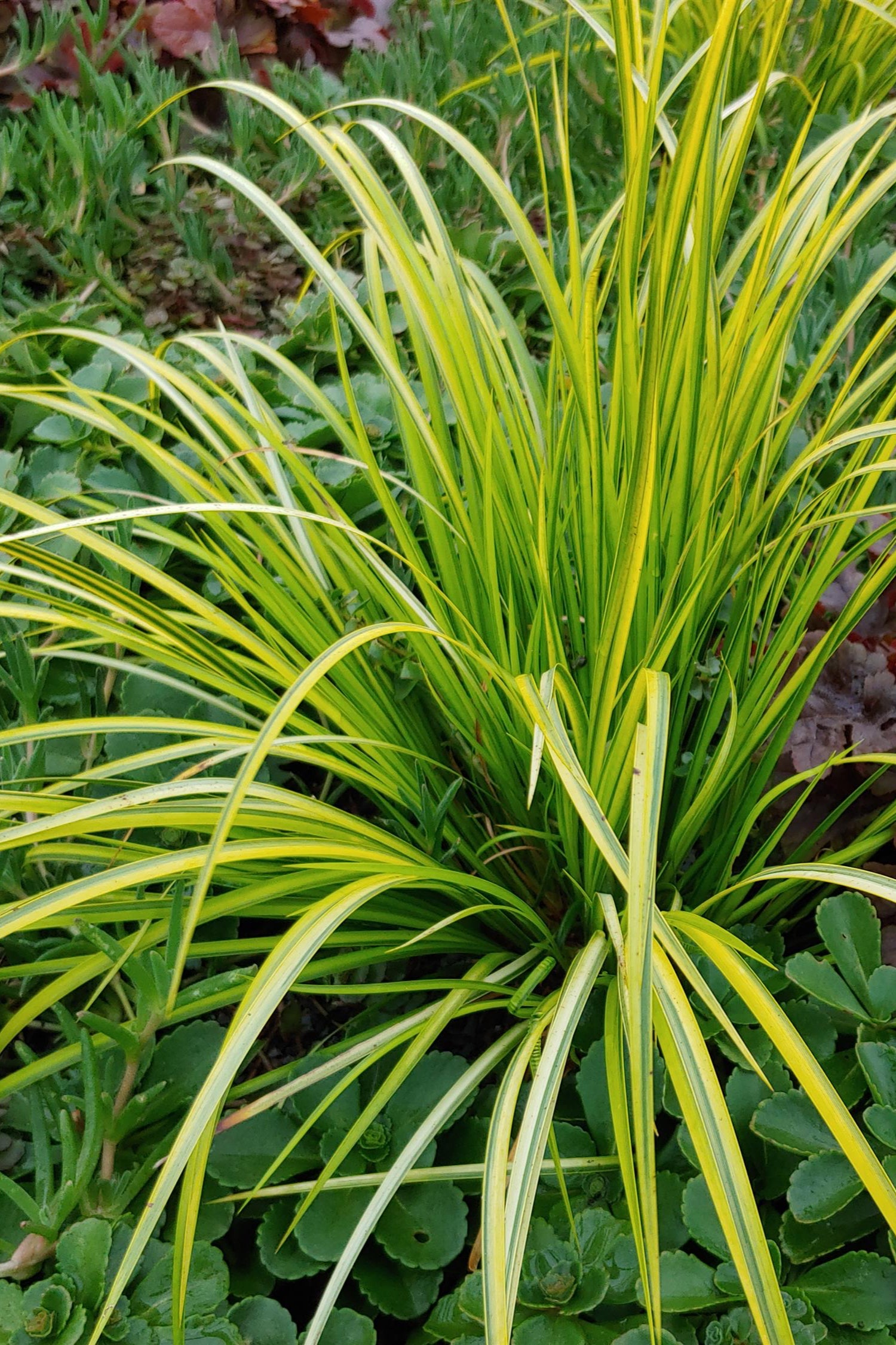 The bright yellow and green blades of Acorus 'Ogon' in the landscape ©BallSeed