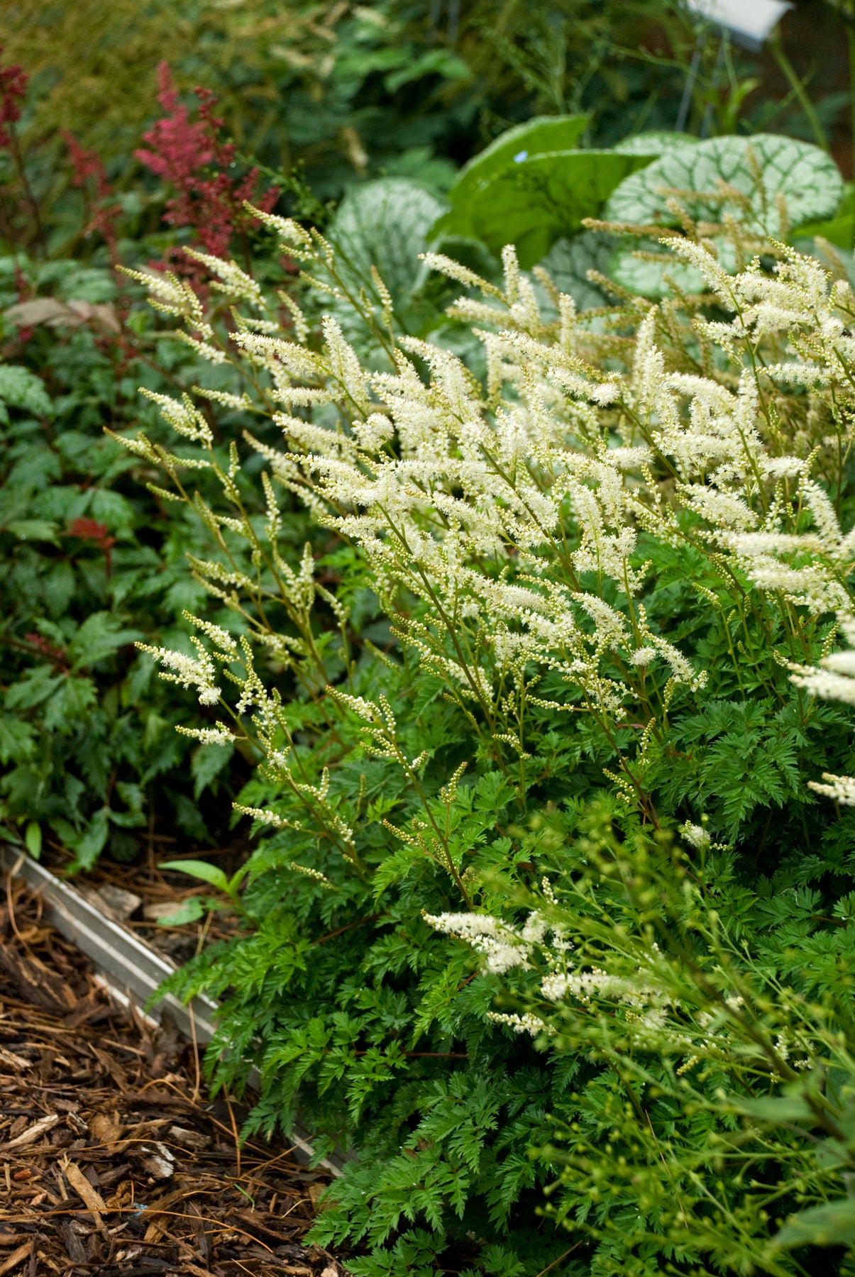 Aruncus aethusifolius in bloom and planted in a garden ©Ball Seed