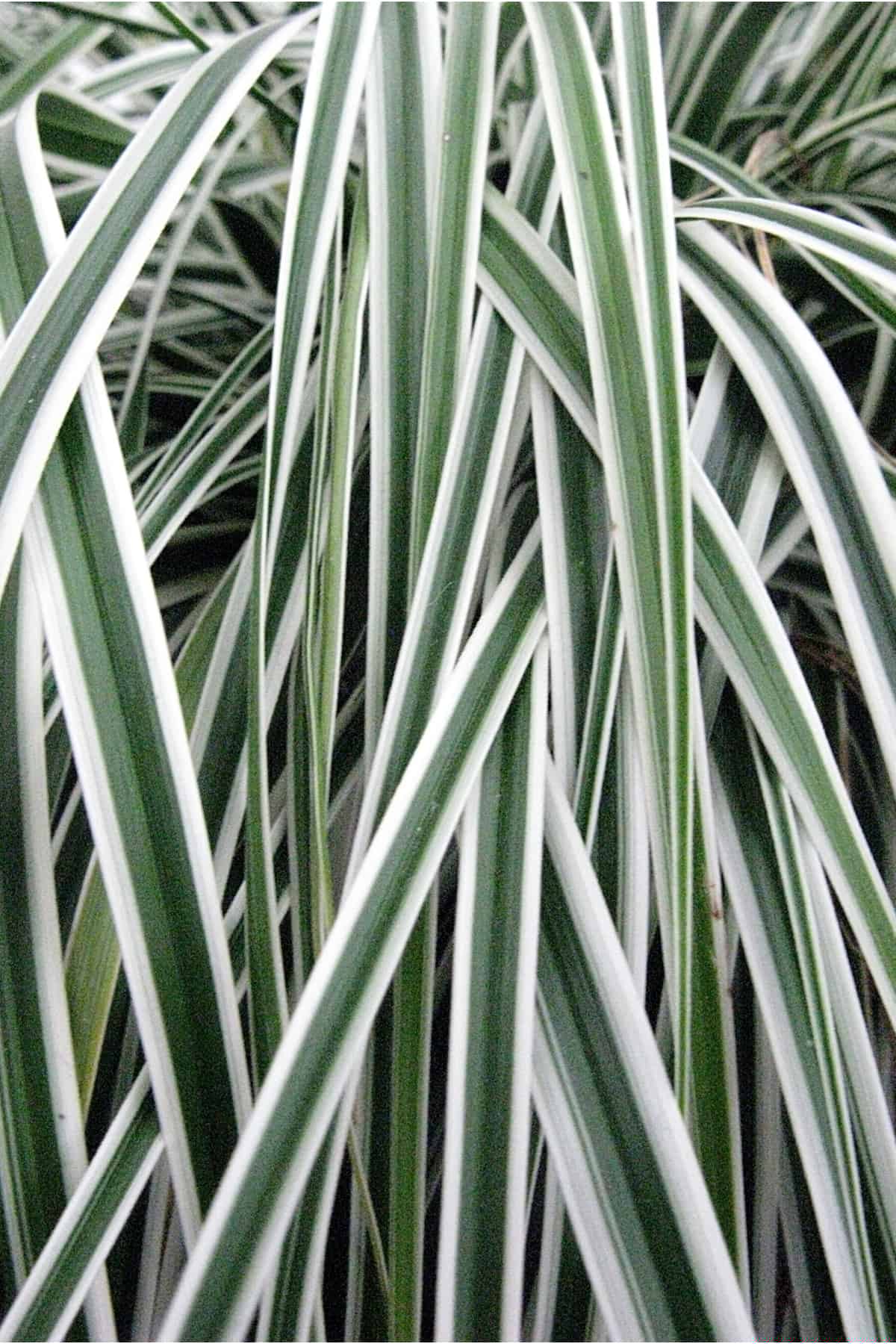 Carex 'Everest' white and green striped leaves up close ©Ball Seed