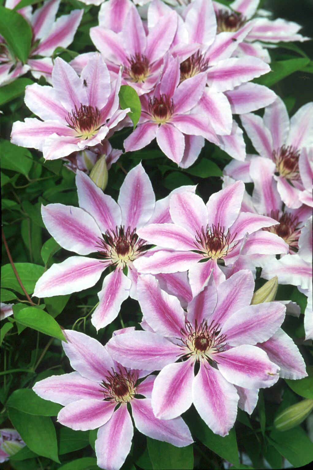 Clematis 'Nelly Moser' flowers open with white and purple ©Ball Seed