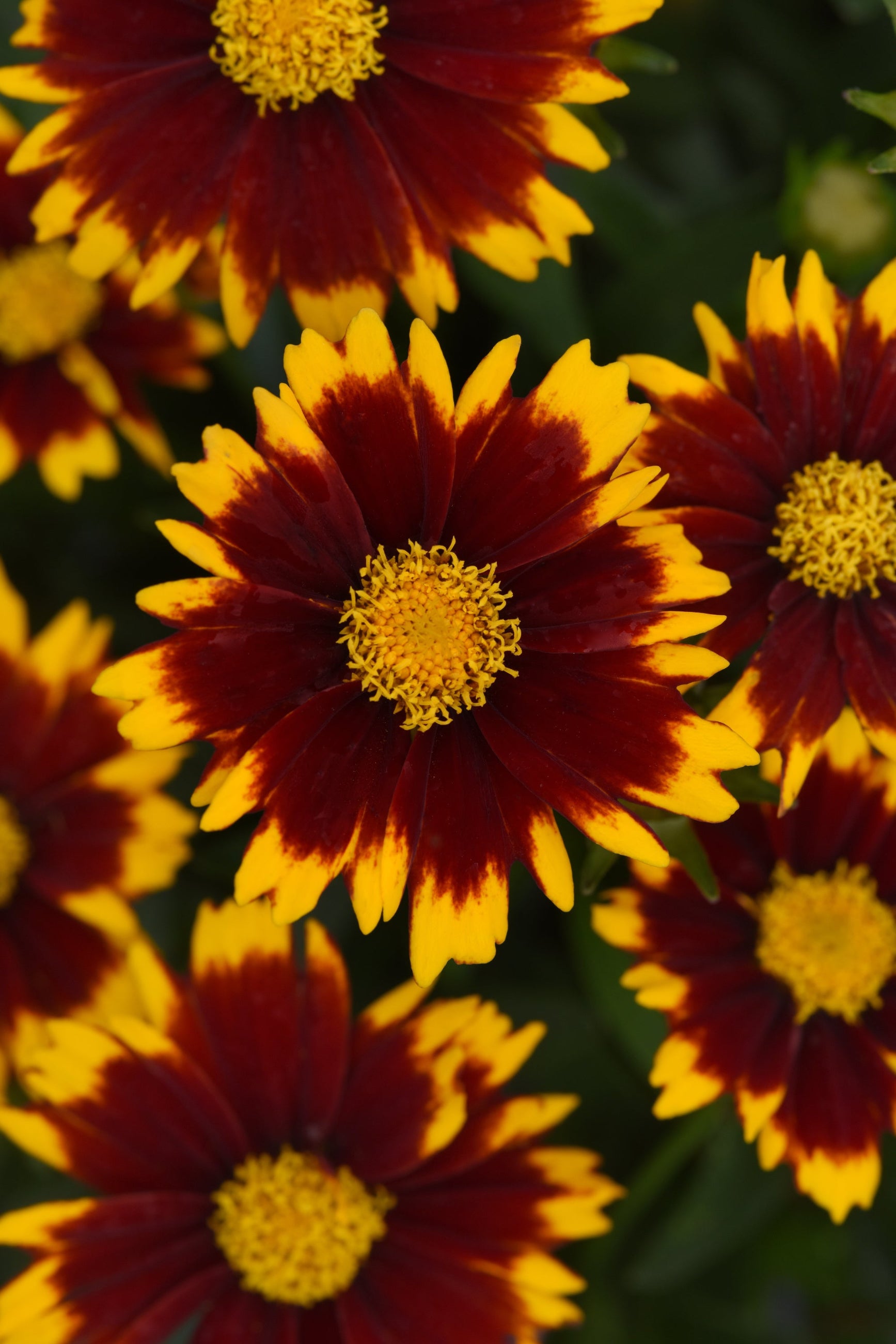 Coreopsis 'Uptick Red' in full bloom showing the yellow and burgundy flowers up close ©Ball Seed