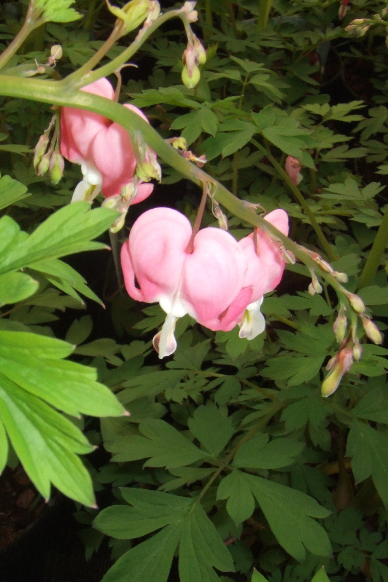 Dicentra 'Cupid' in bloom with its pink "heart" flowers and up close ©Ball Seed