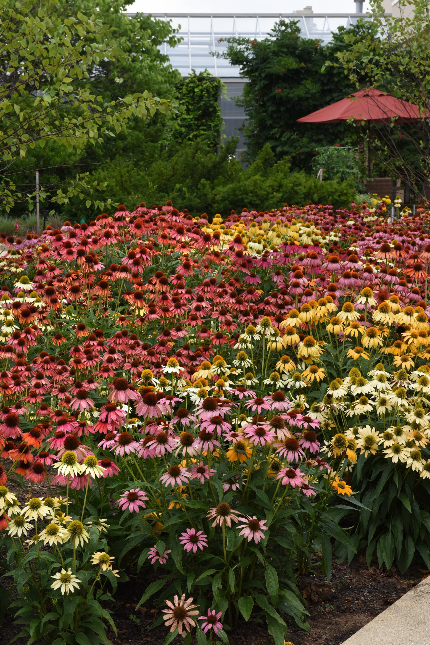 A field of Echinacea 'Cheyenne Spirit' in bloom ©Ball Seed