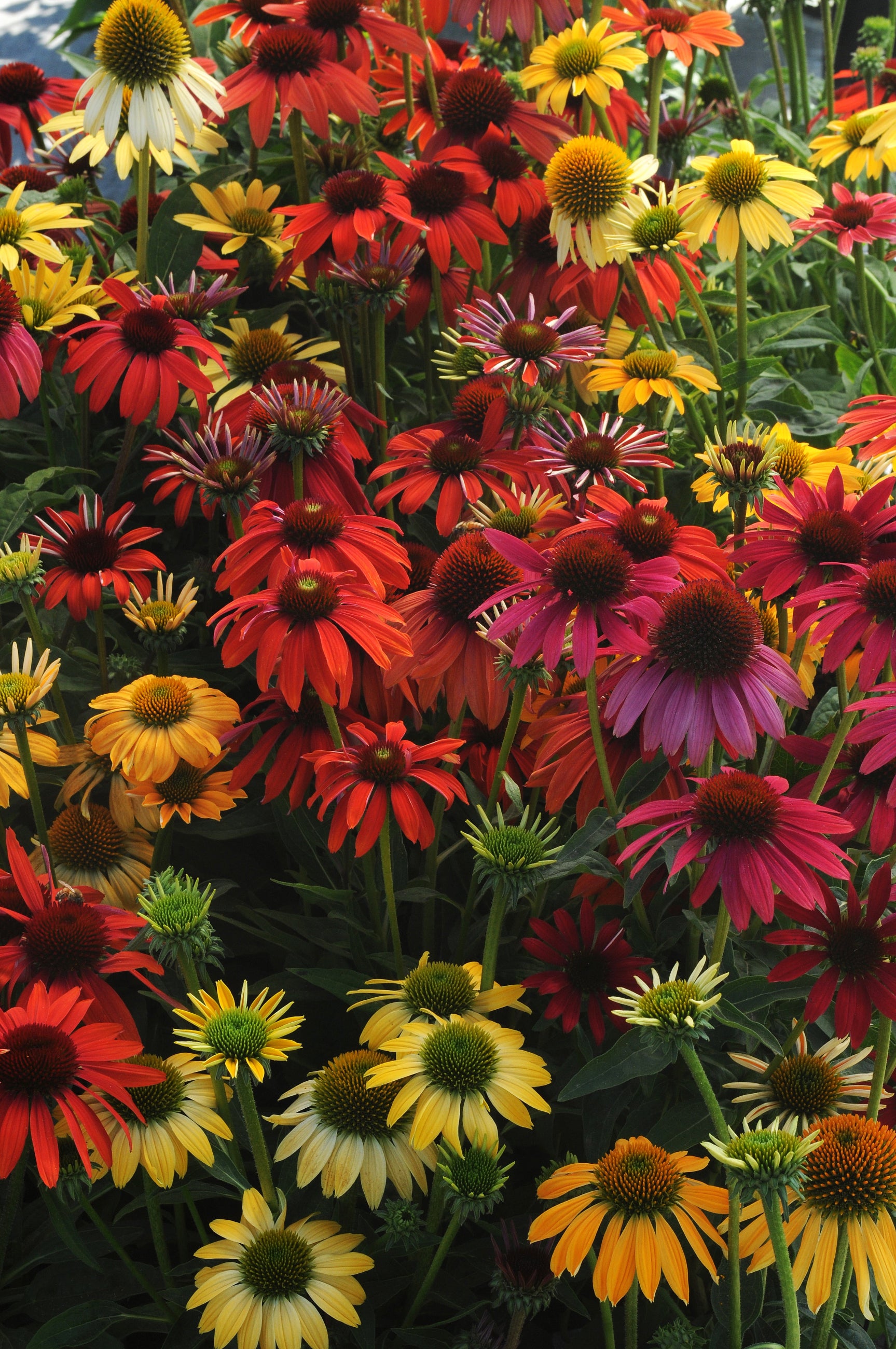A field of Echinacea 'Cheyenne Spirit' in bloom ©Ball Seed