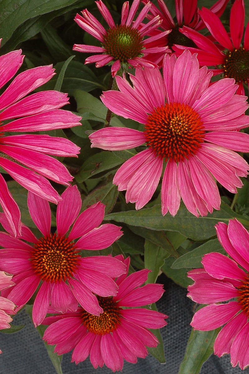 The raspberry huge blooms of Echinacea 'Kismet Raspberry' up close ©Ball Seed
