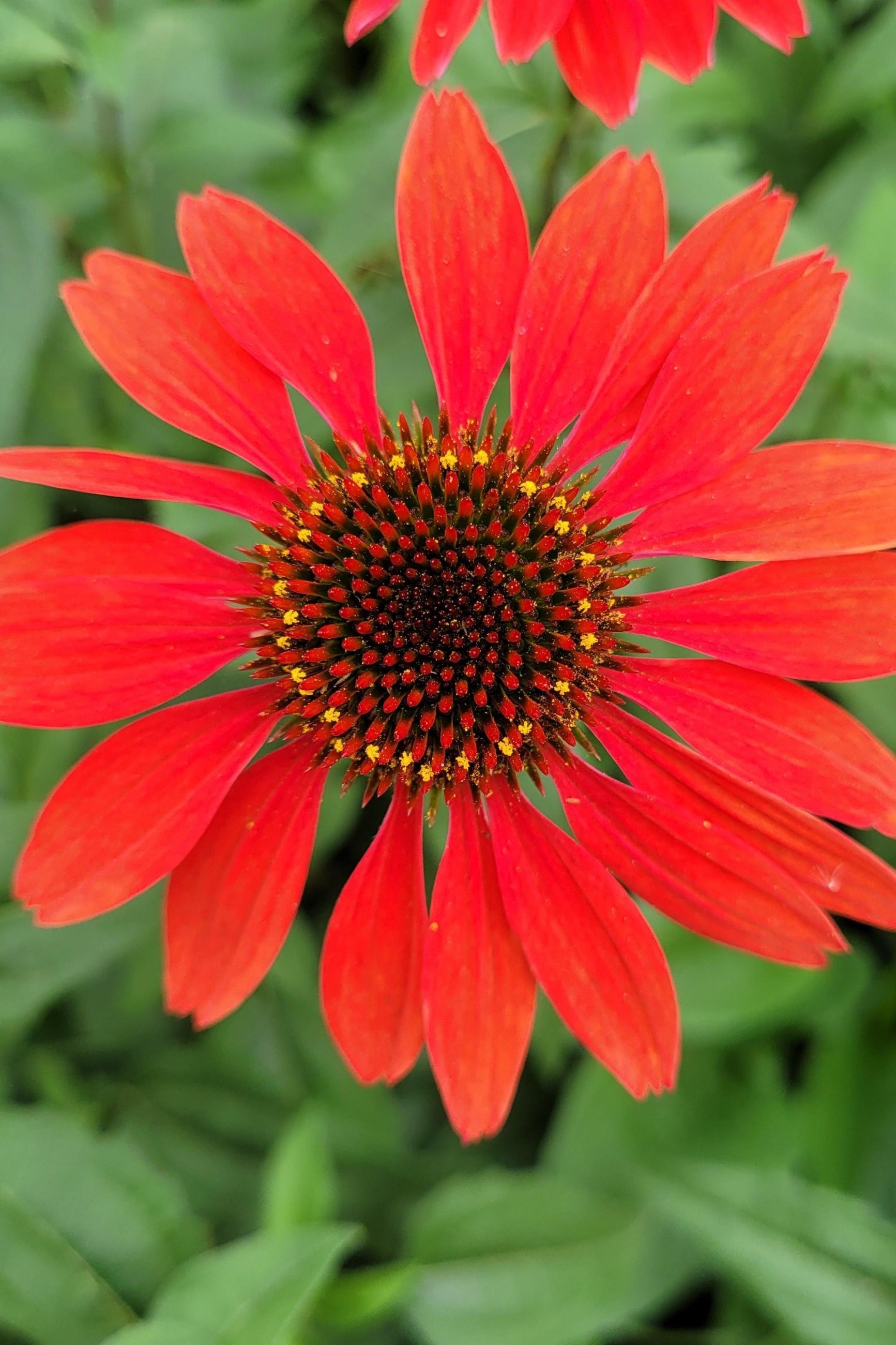 Echinacea 'Panama Red' flower in bloom and up close ©Ball Seed