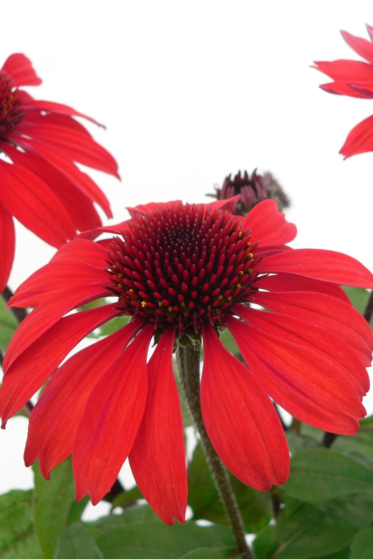 Echinacea 'Panama Red' flowers in bloom and up close ©Ball Seed