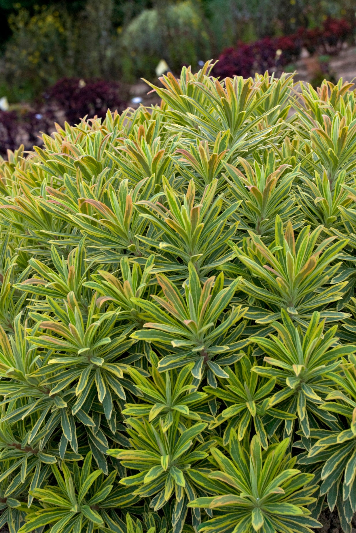 Euphorbia 'Ascot Rainbow' as a mature specimen planted in a garden, variegated colorful leaves up close ©Ball Seed