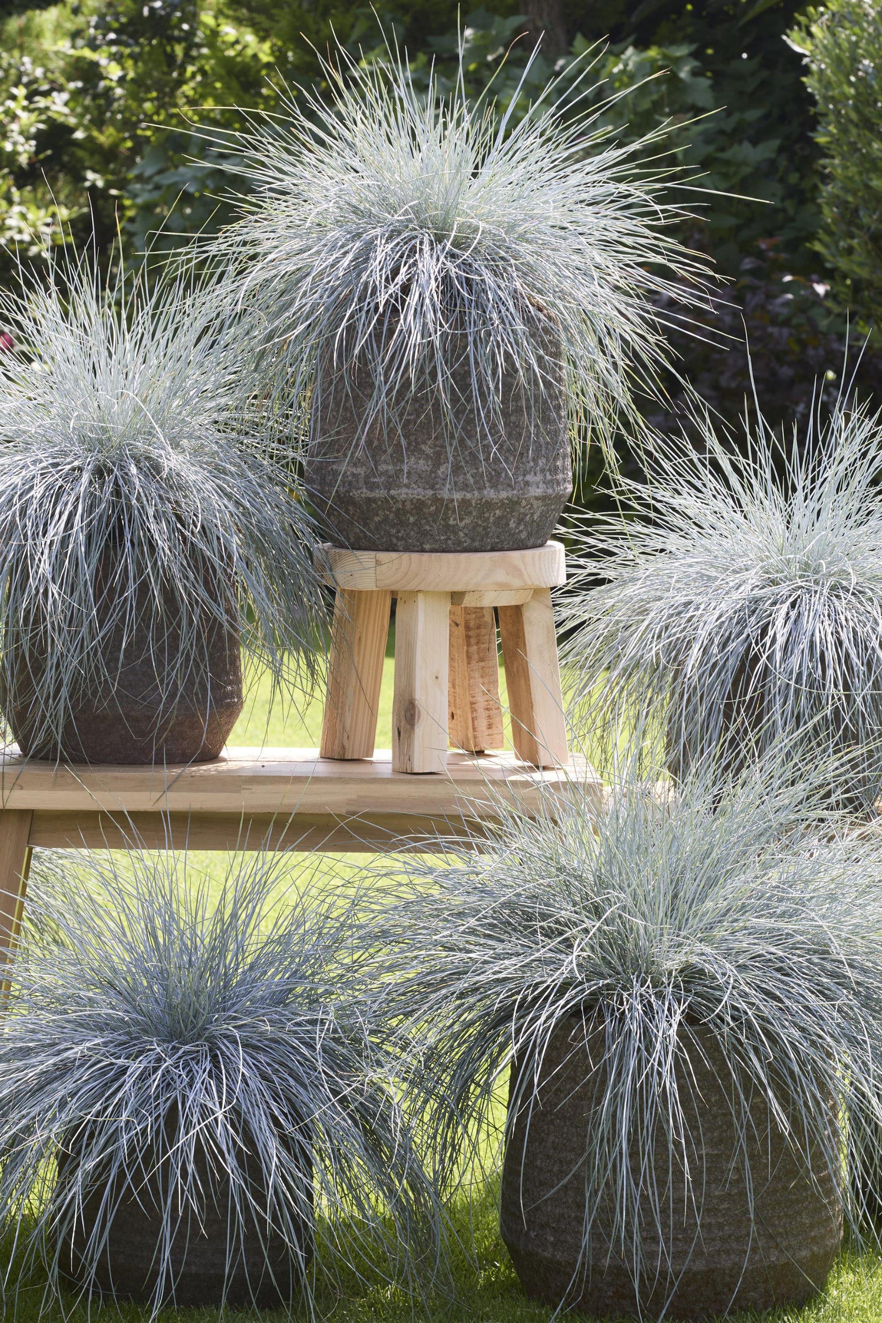 Festuca 'Beyond Blue' mature plants potted in gray pots ©Ball Seed
