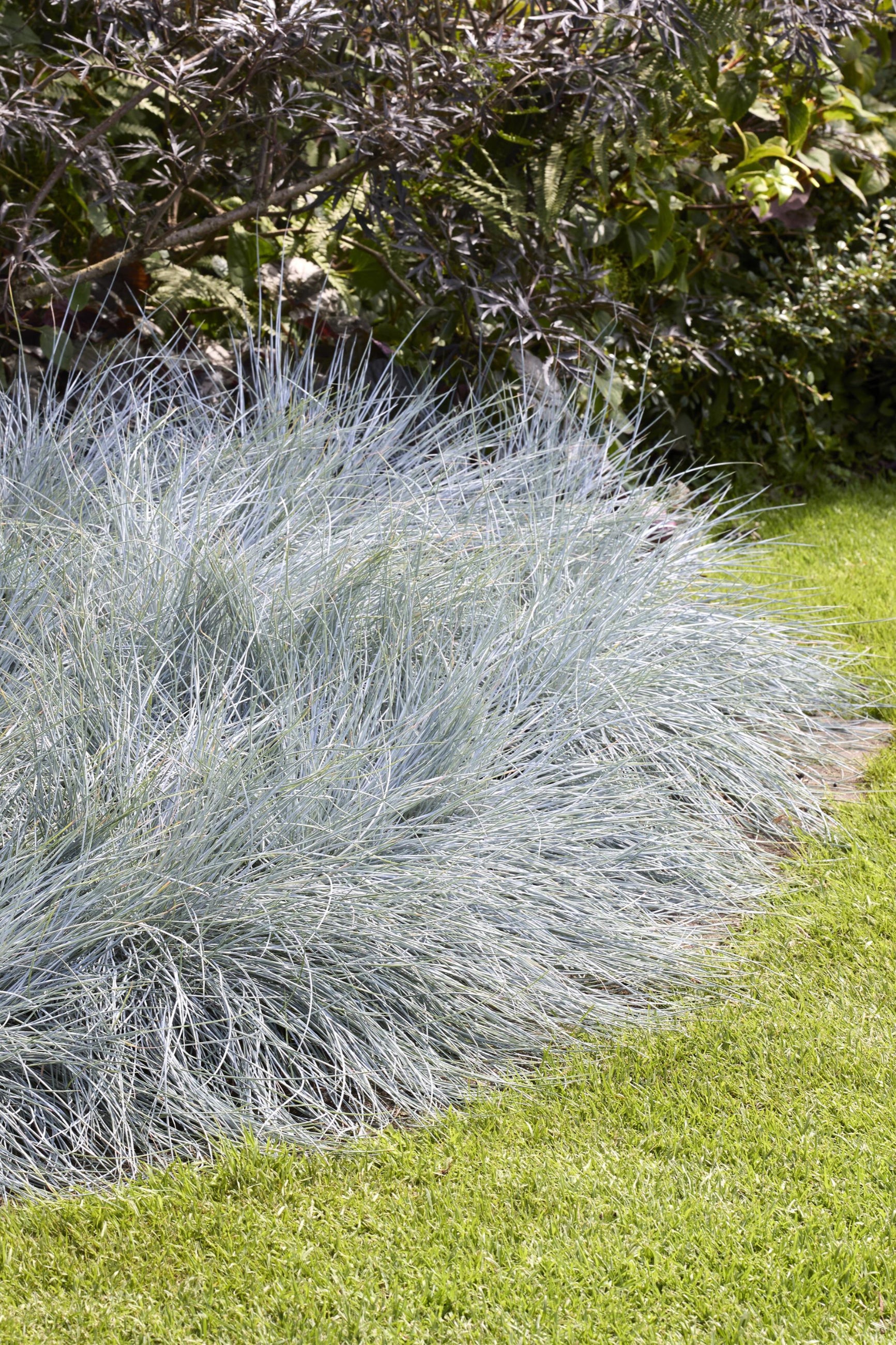 Festuca 'Beyond Blue' mature plants potted in mass in a garden bed ©Ball Seed