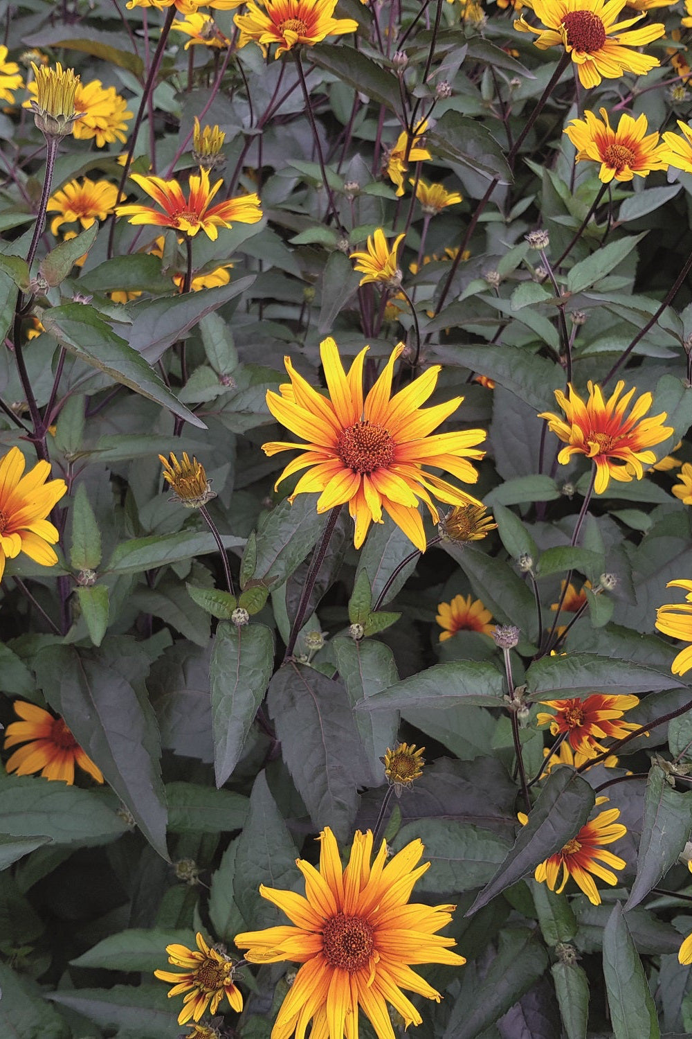 A field of Heliopsis 'Burning Hearts' in bloom with yellow/russet flowers and dark foliage ©Ball Seed