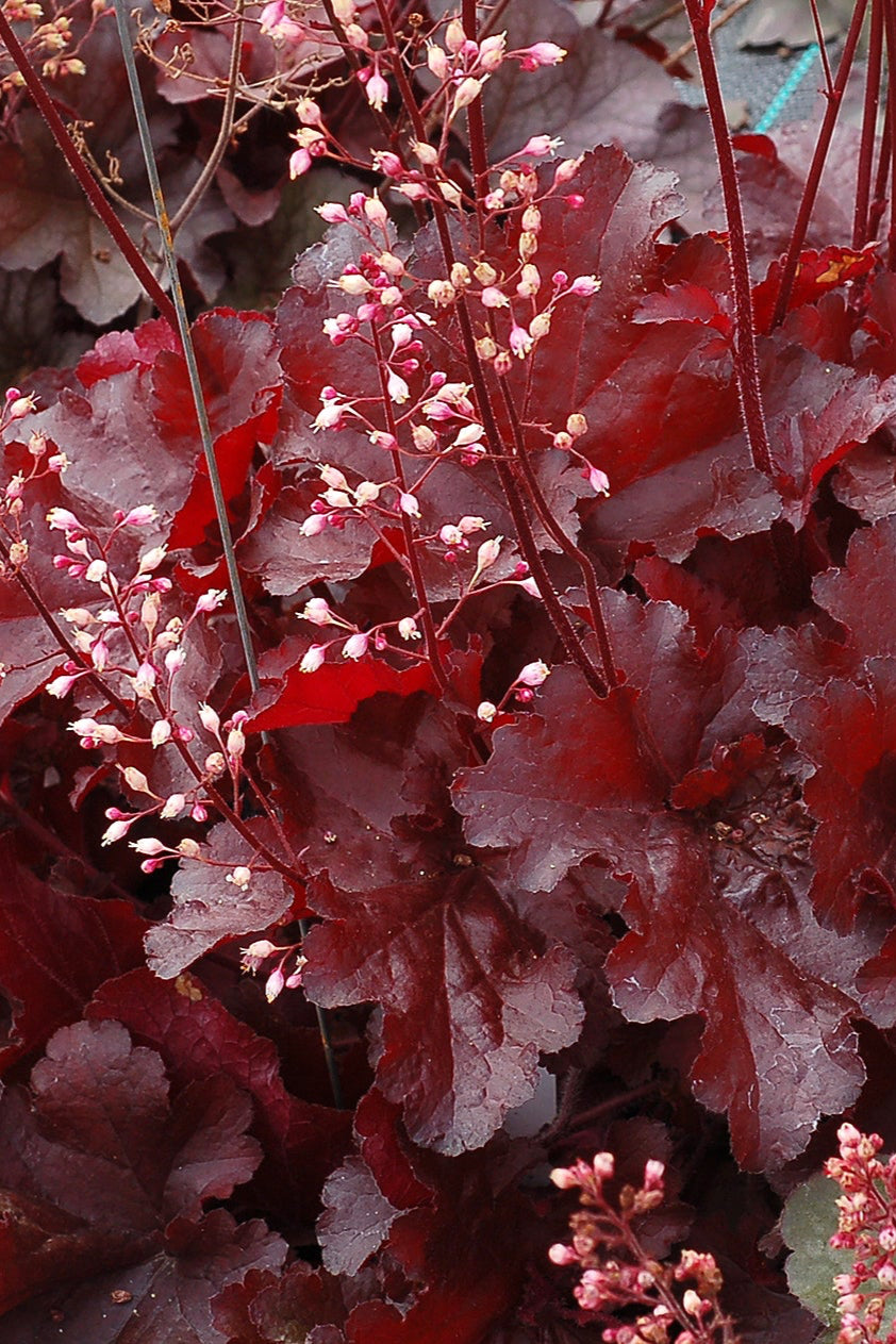 Heuchera 'Forever Red' up close and in bloom ©Ball Seed