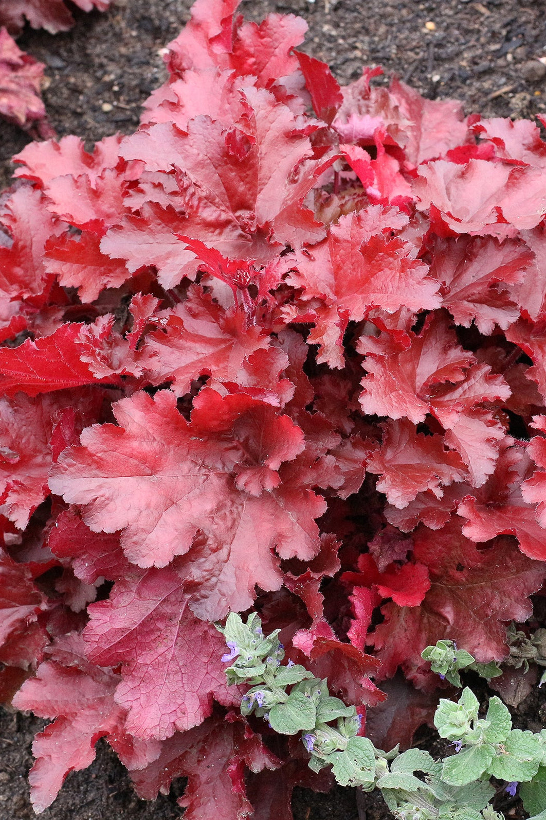 Heuchera 'Forever Red' up close ©Ball Seed