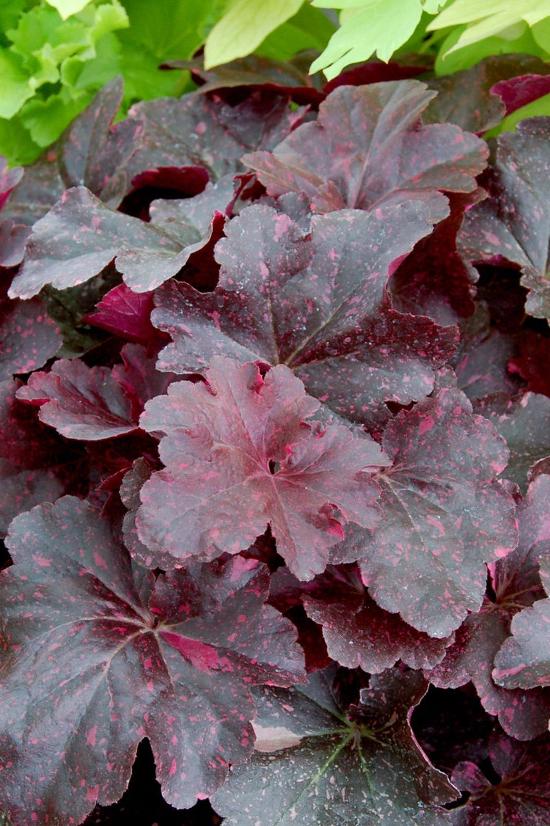 Heuchera 'Midnight Rose' showing the splattered pink dark leaves up close ©Ball Seed