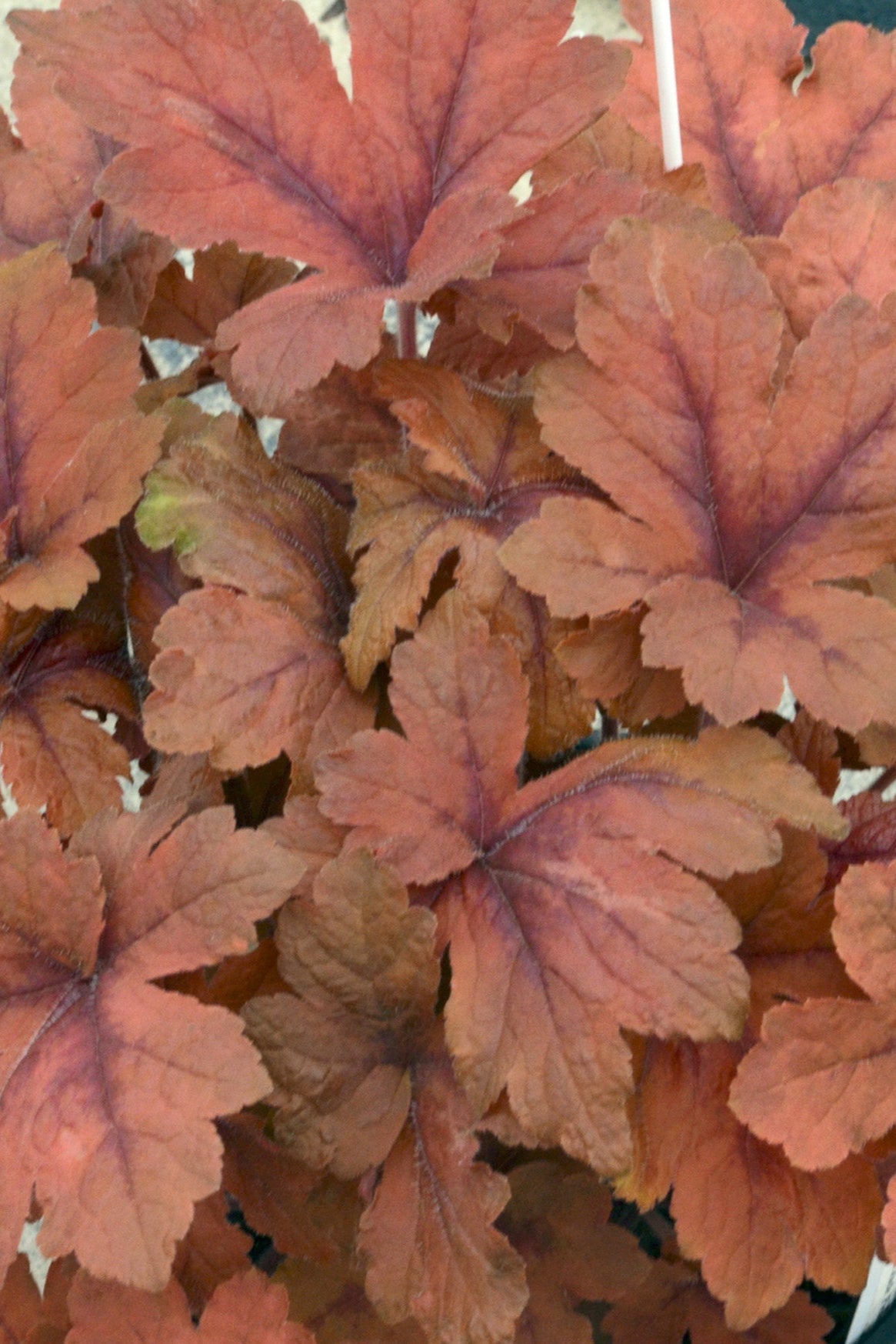 Heucherella 'Pumpkin Spice' up close showing off its orange leaves ©Ball Seed