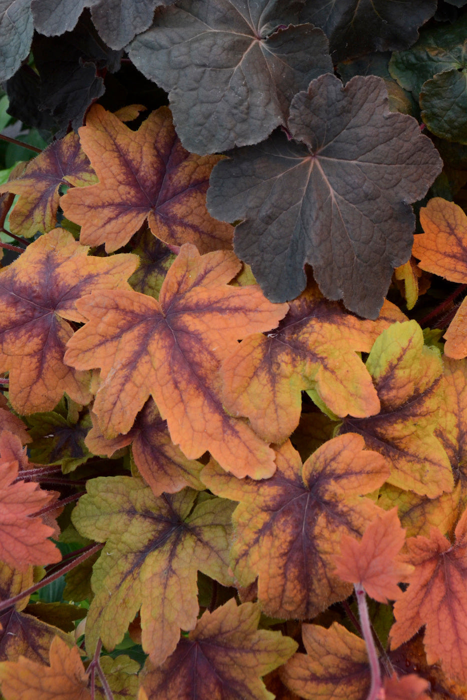 Heucherella 'Sweet Tea' up close with its orange with burgundy centers leaves ©Ball Seed
