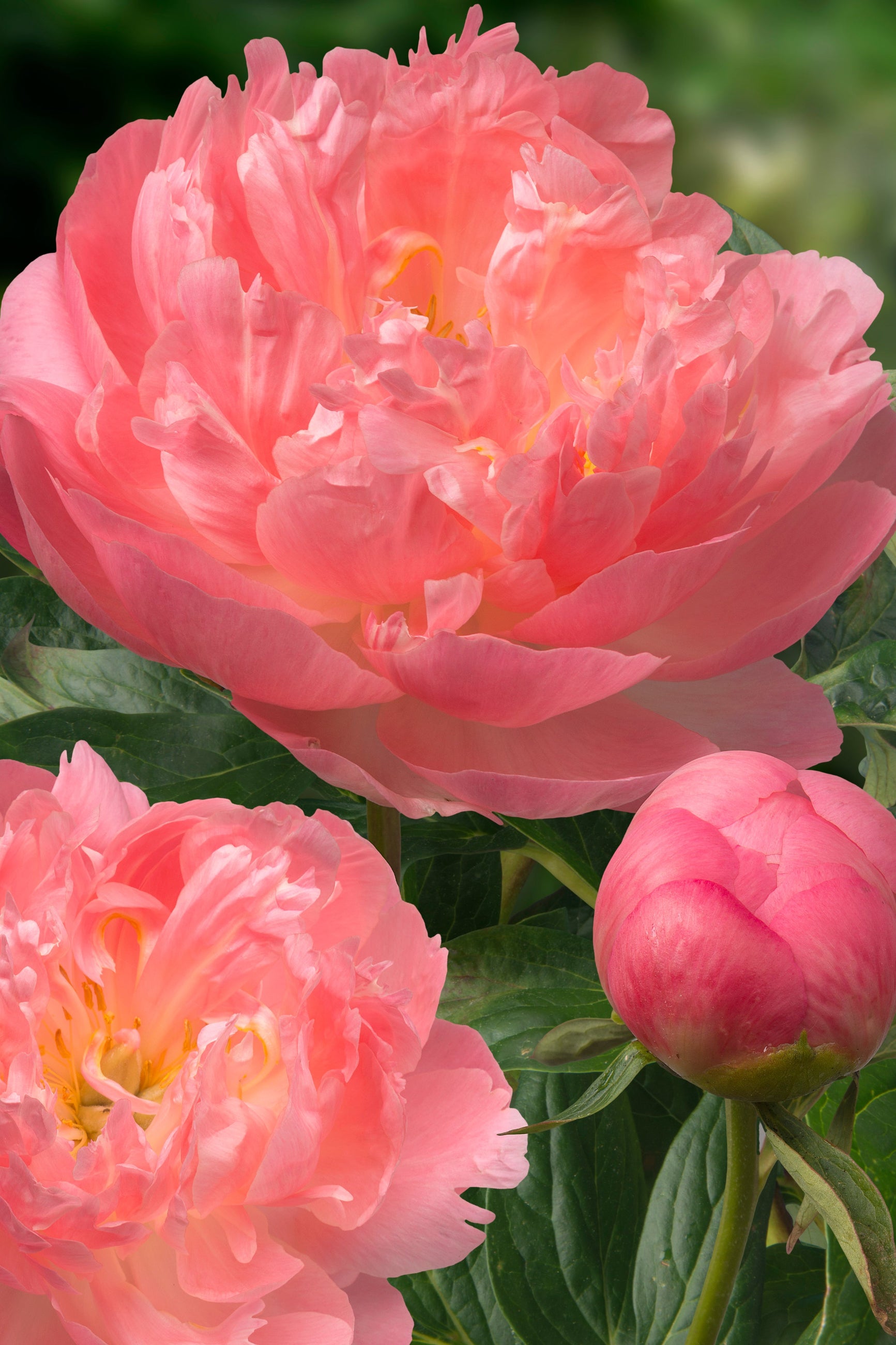 The huge pink flowers of the Pink Hawaiian Coral Peony up close ©Ball Seed