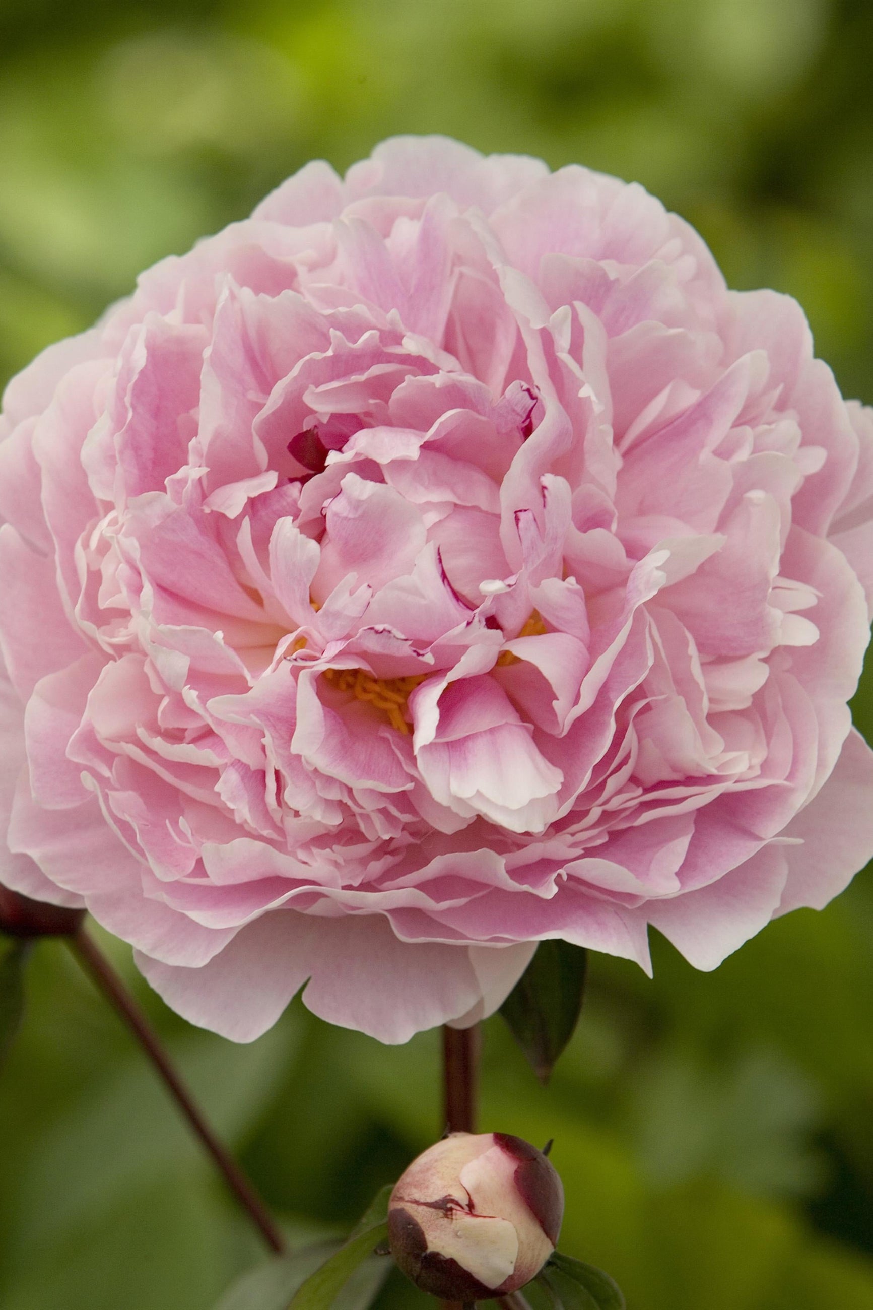 The huge light pink flower on the Sarah Bernhardt Peony ©Ball Seed