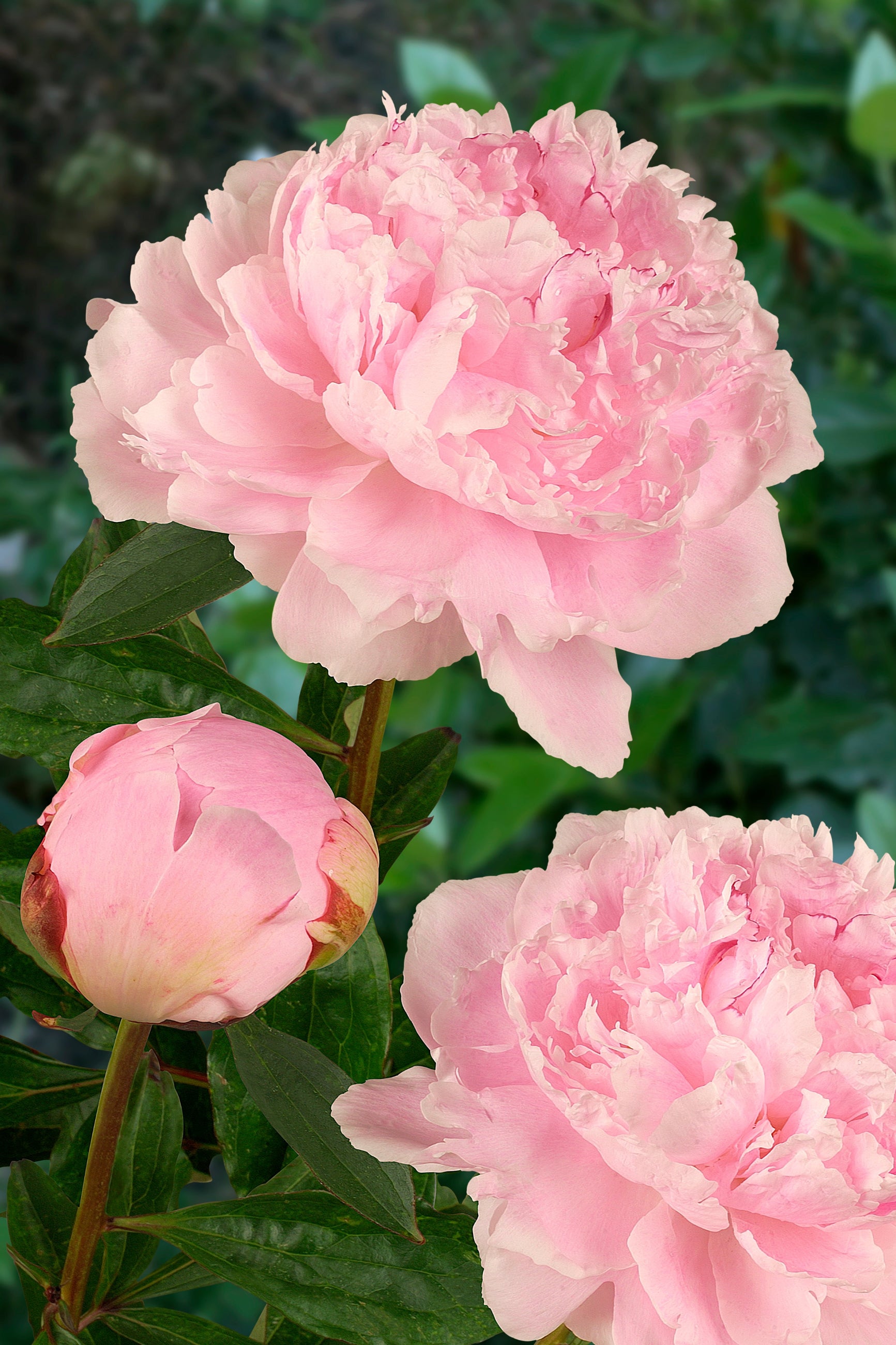 The huge light pink flowers on the Sarah Bernhardt Peony ©Ball Seed