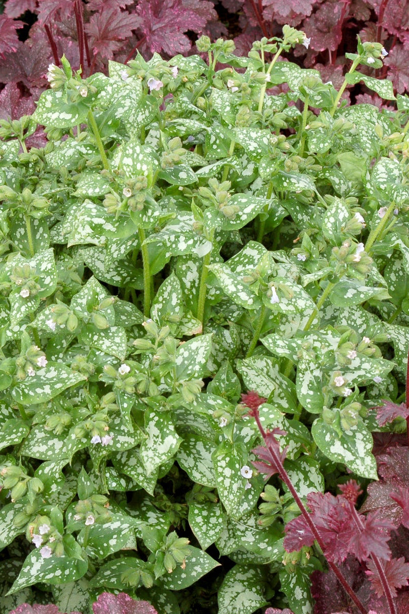 The spotted leaves of Pulmonary 'Moonshine' Surrounded by Heuchera ©Ball Seed