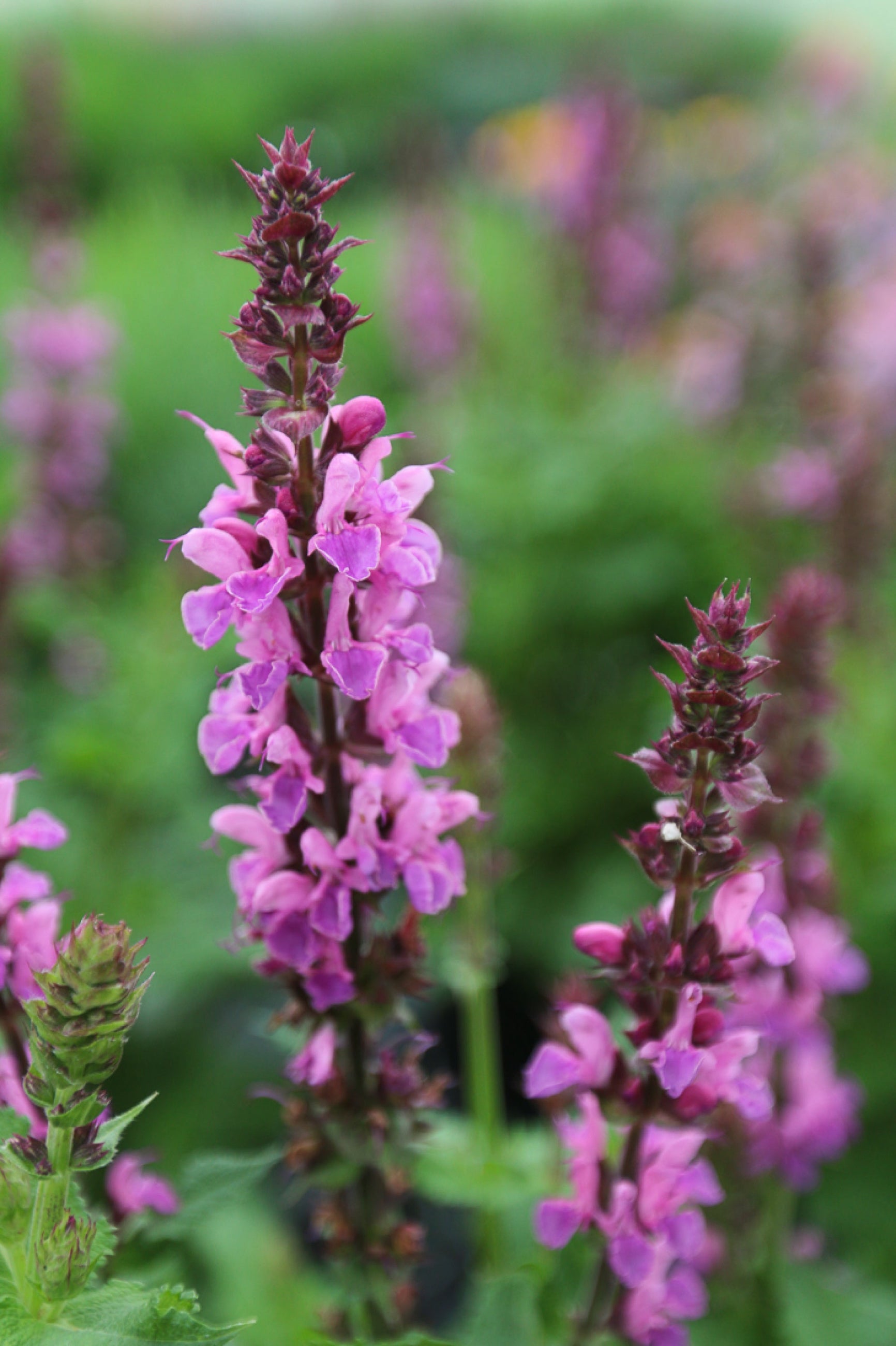 Salvia 'Rose Marvel' in bloom an up close ©Ball Seed