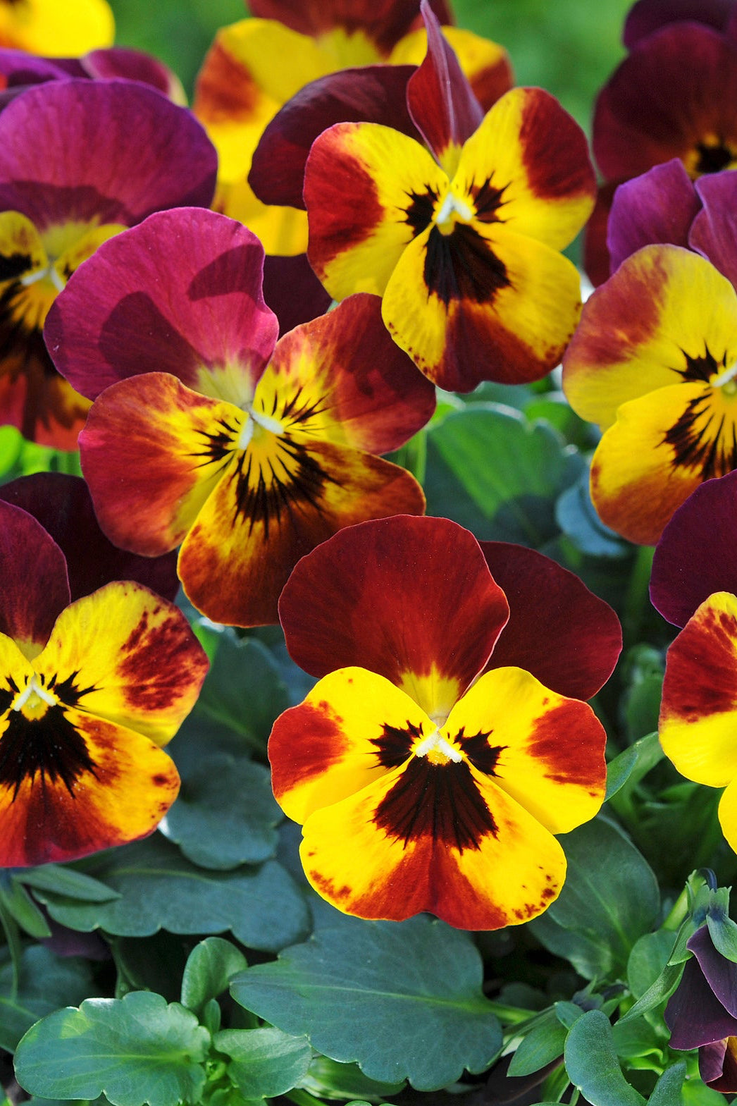 a field of blooming Viola 'Sorbet Fire' ©Ball Seed