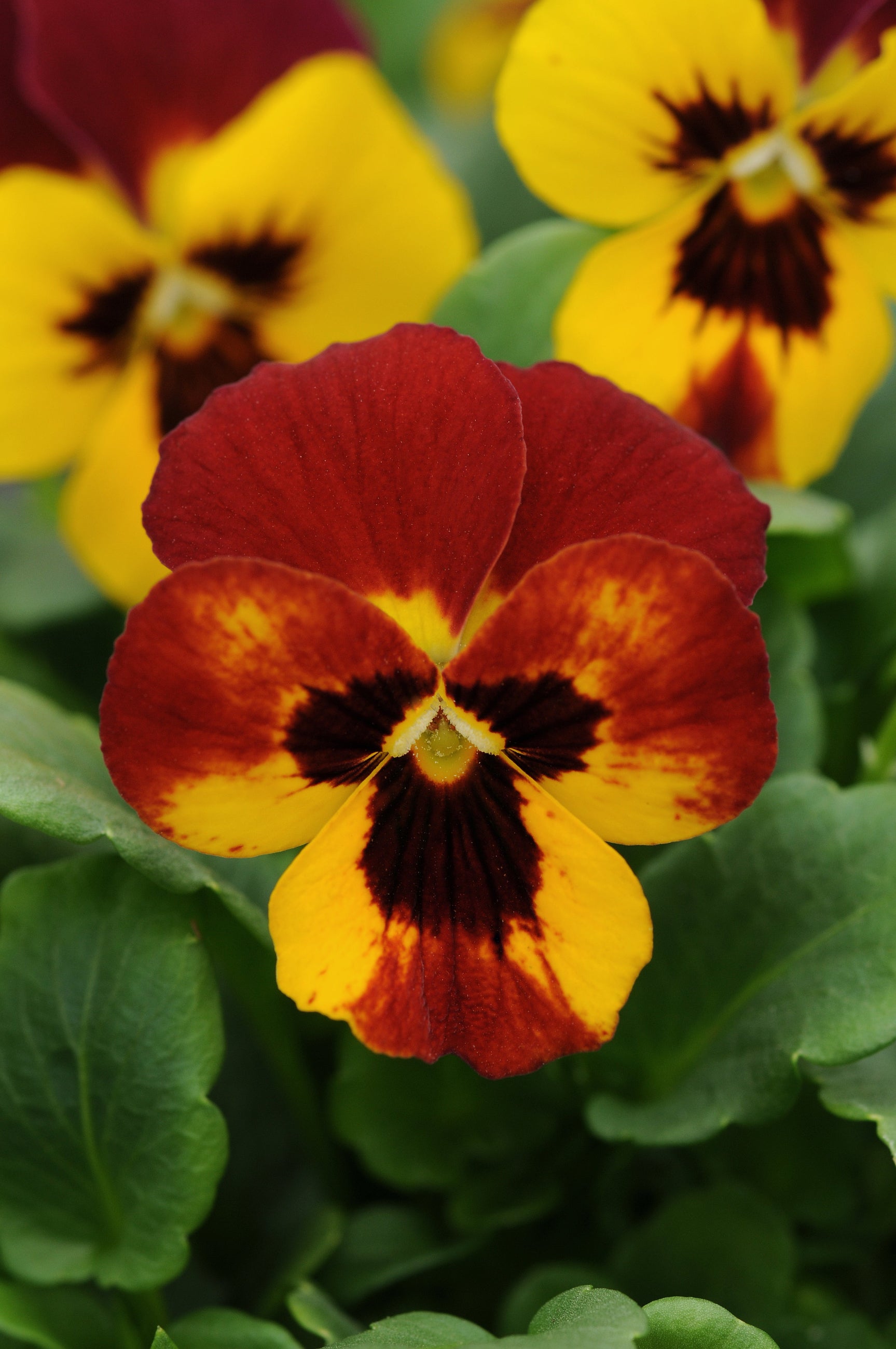blooming Viola 'Sorbet Fire' ©Ball Seed