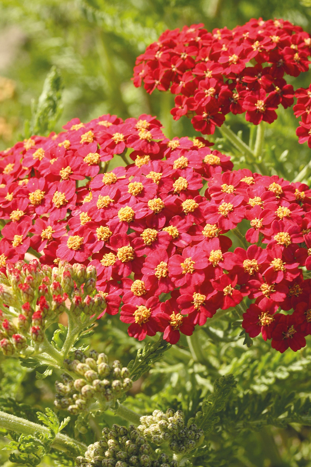 Blooming Achillea 'Paprika' yarrow ©Ball Seed