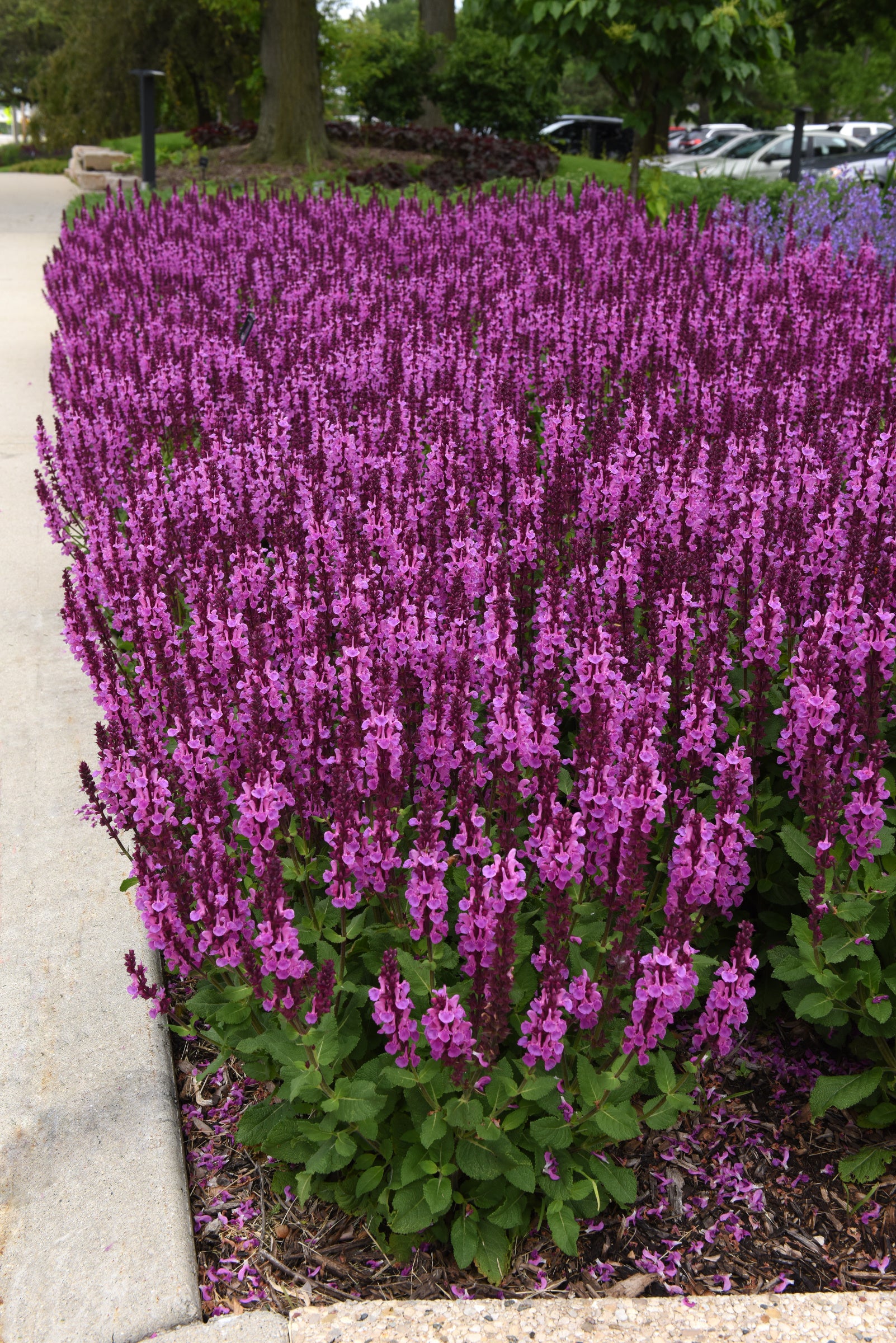 a mass planting of Salvia 'Rose Marvel' in bloom ©Ball Seed